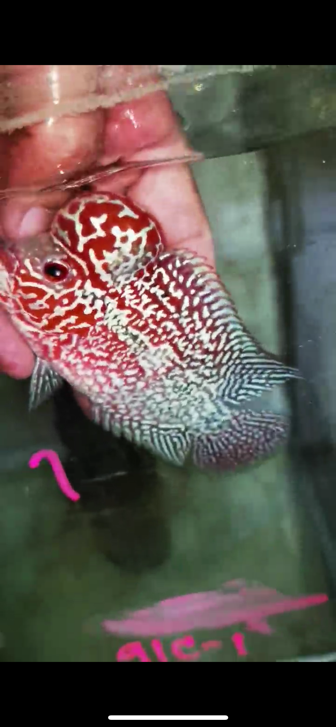 Super Red Dragon Flowerhorn Male #01