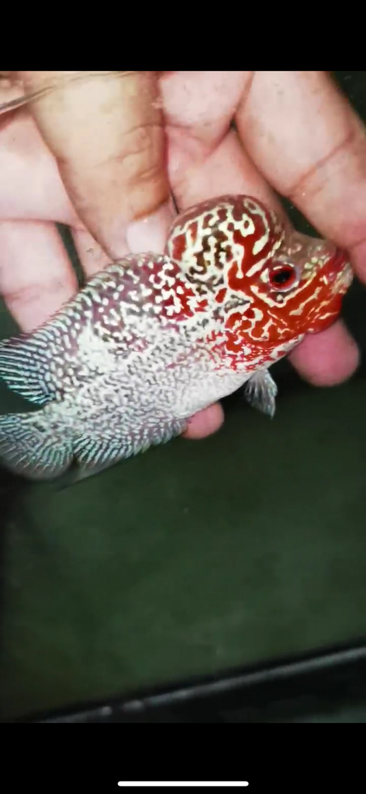 Super Red Dragon Flowerhorn Male #10