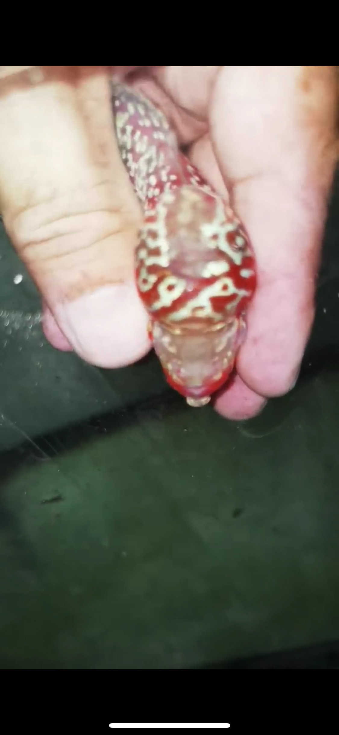 Super Red Dragon Flowerhorn Male #10