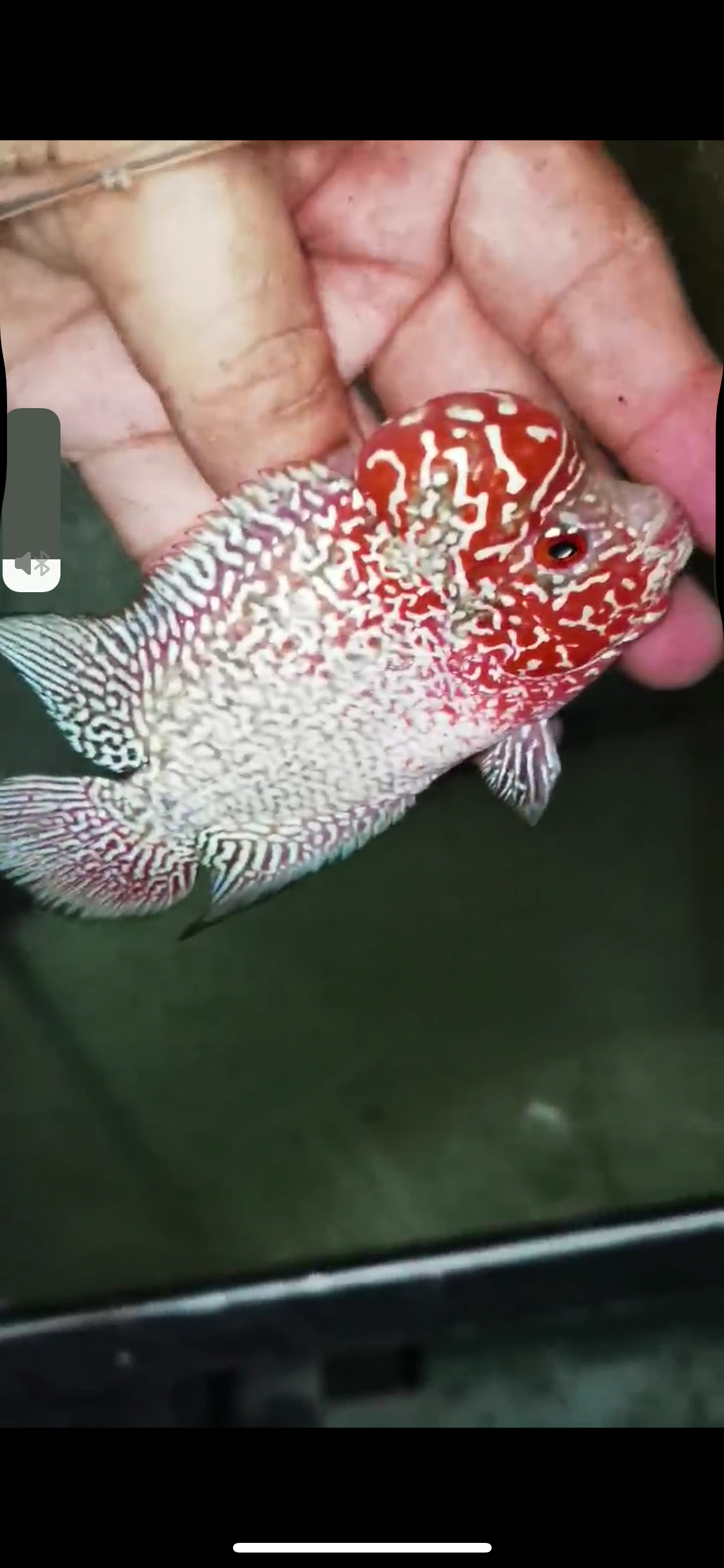 Super Red Dragon Flowerhorn Male #12