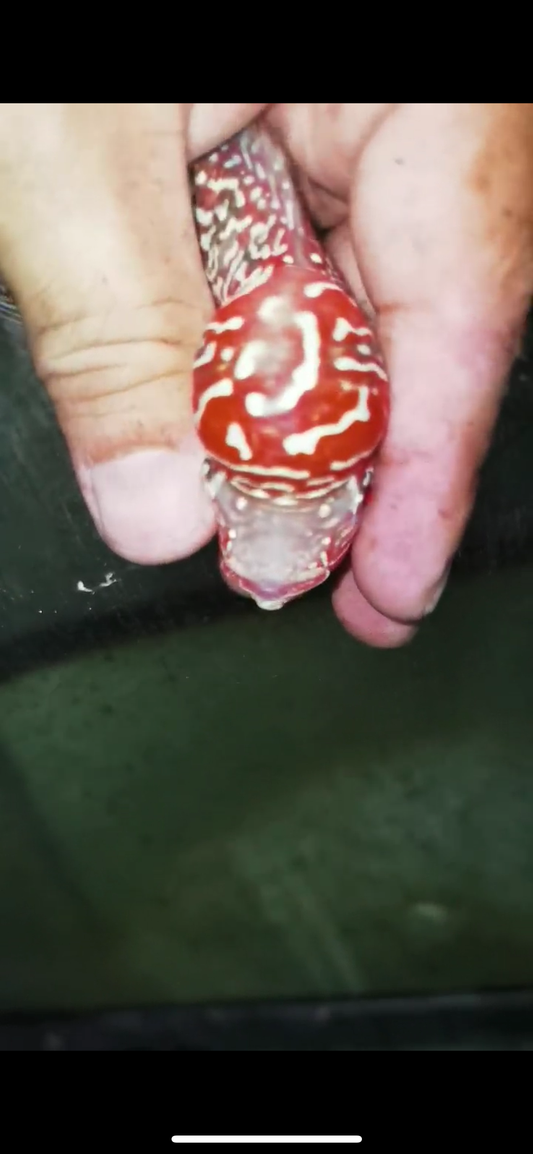 Super Red Dragon Flowerhorn Male #12