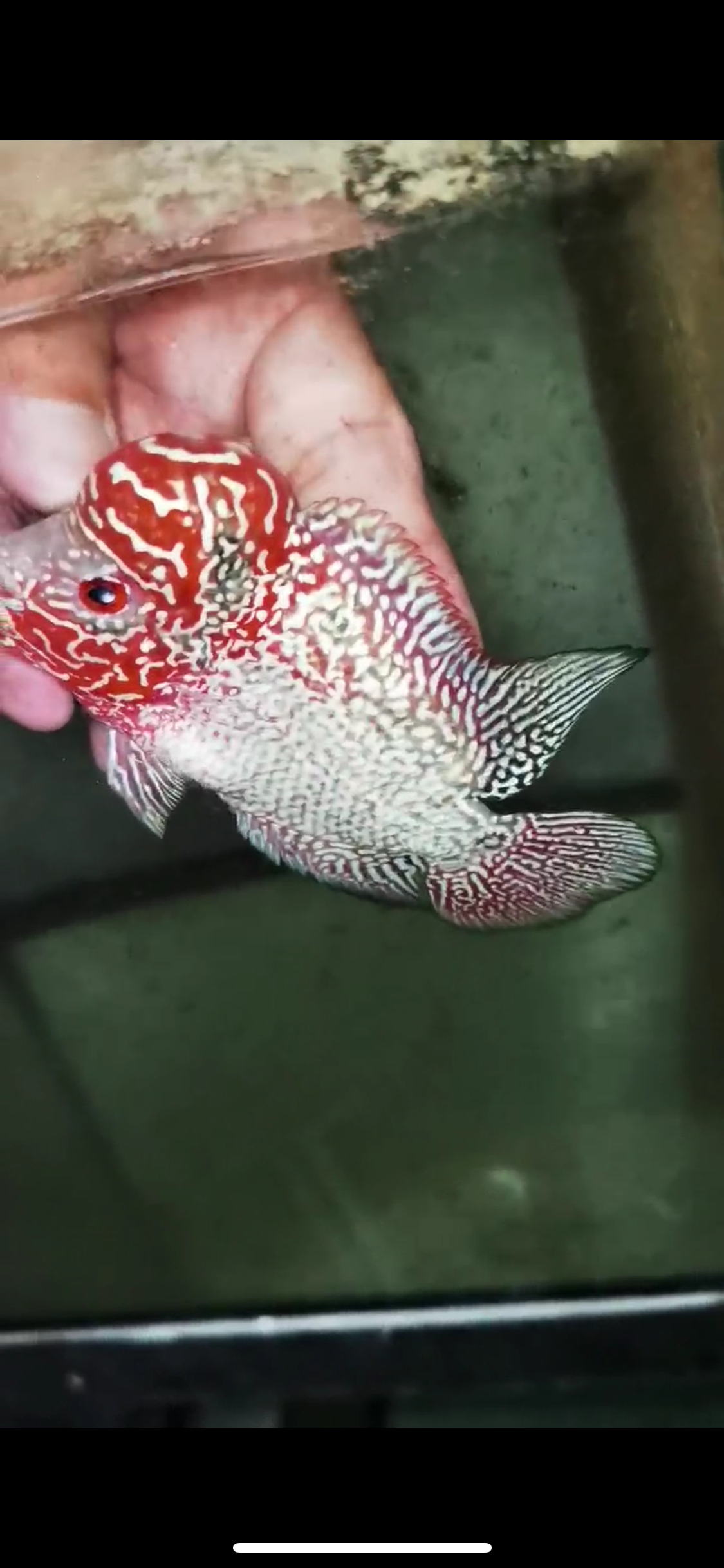 Super Red Dragon Flowerhorn Male #12