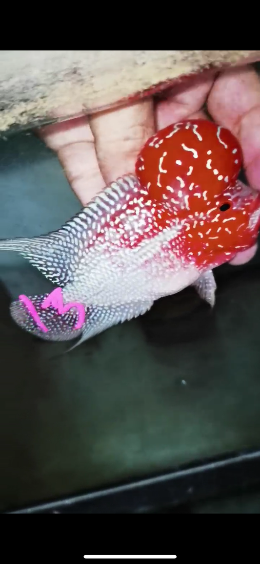 Super Red Dragon Flowerhorn Male #13