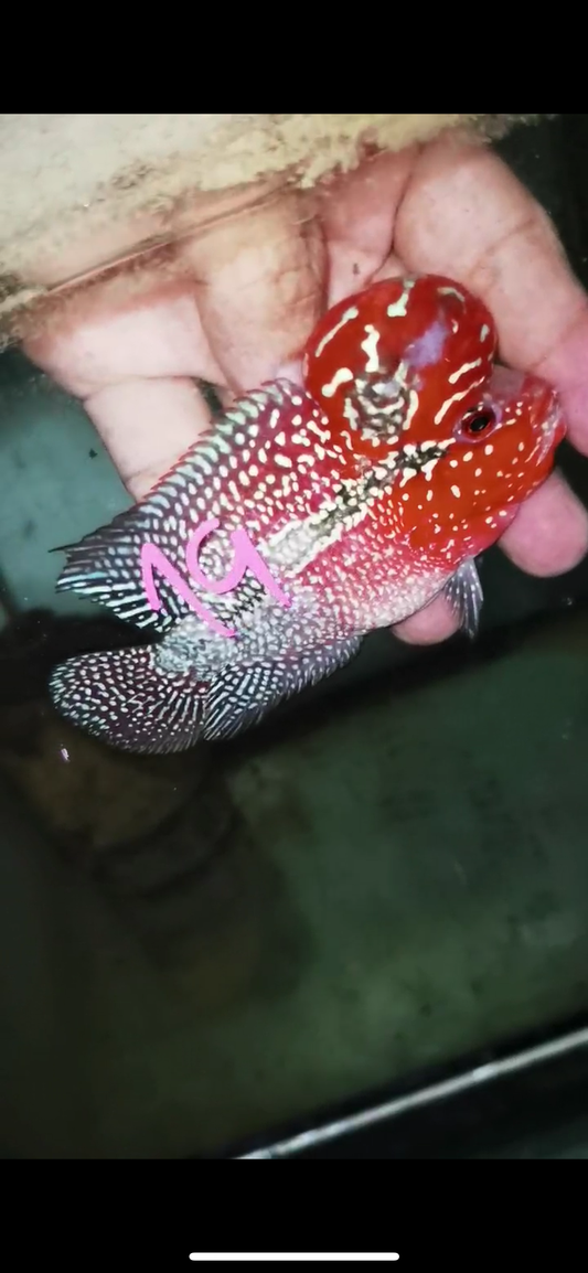 Super Red Dragon Flowerhorn Male #19