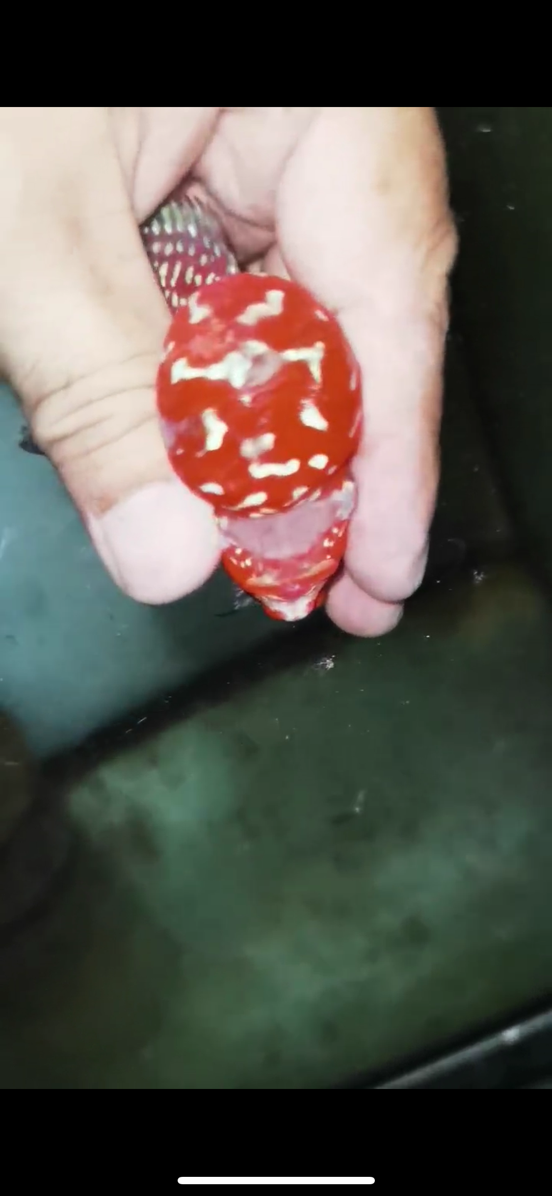 Super Red Dragon Flowerhorn Male #19