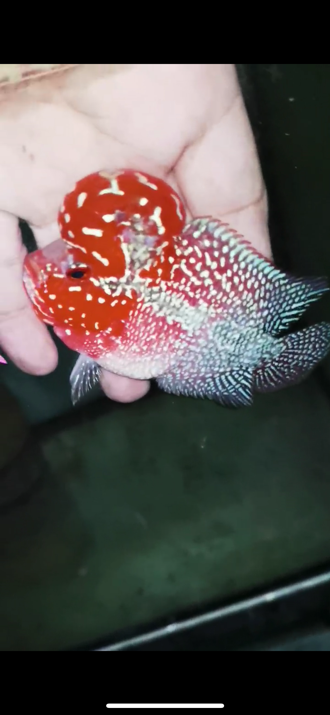Super Red Dragon Flowerhorn Male #19