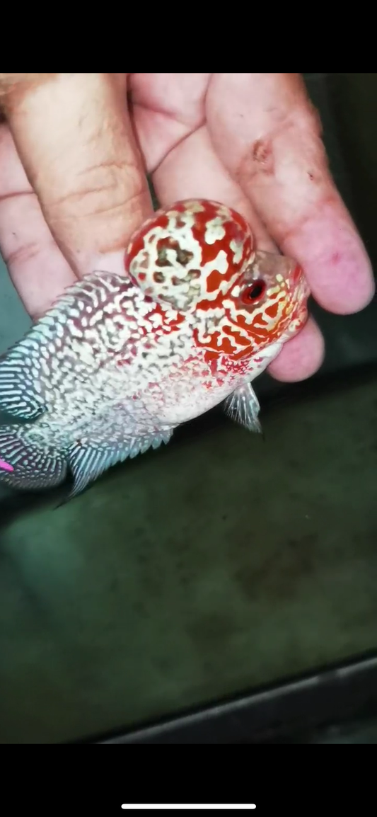 Super Red Dragon Flowerhorn Male #14