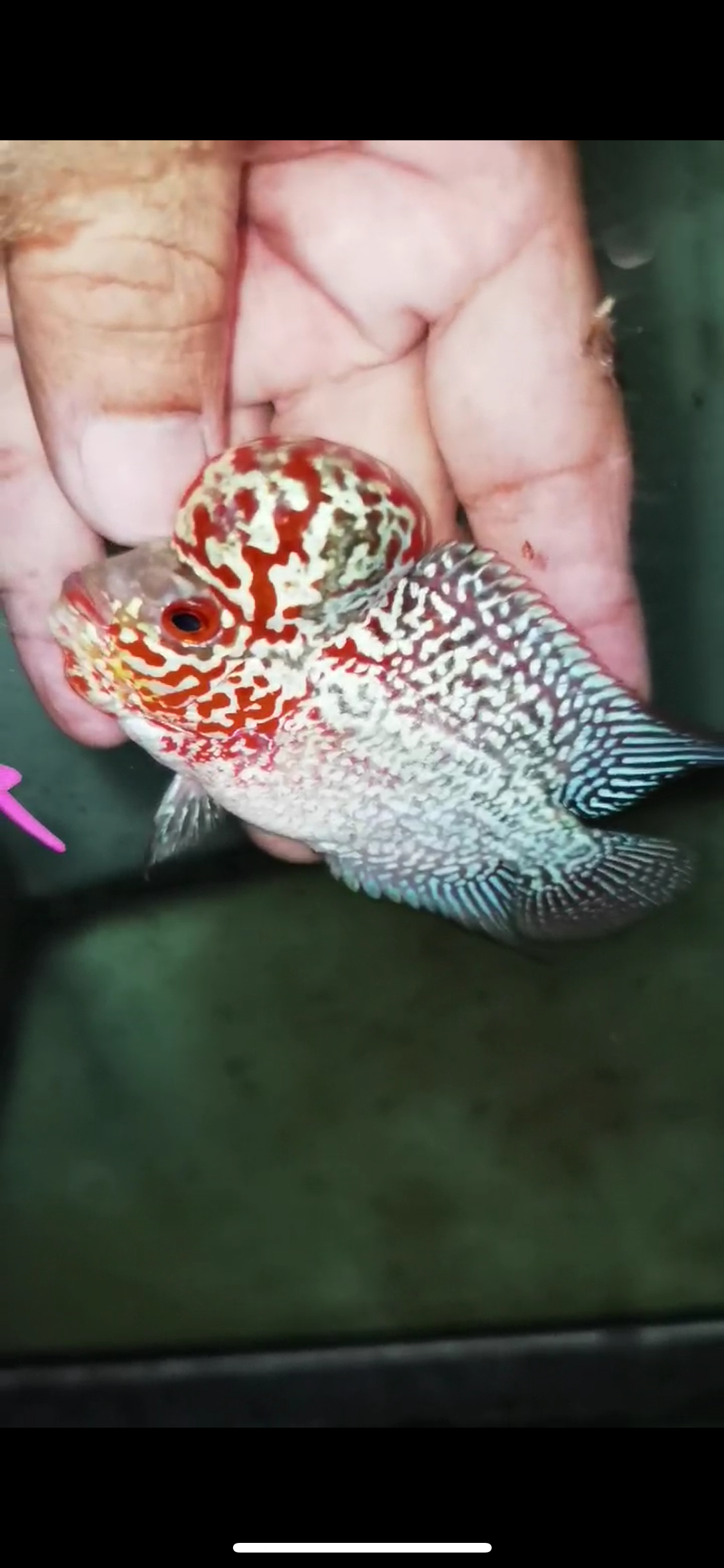 Super Red Dragon Flowerhorn Male #14