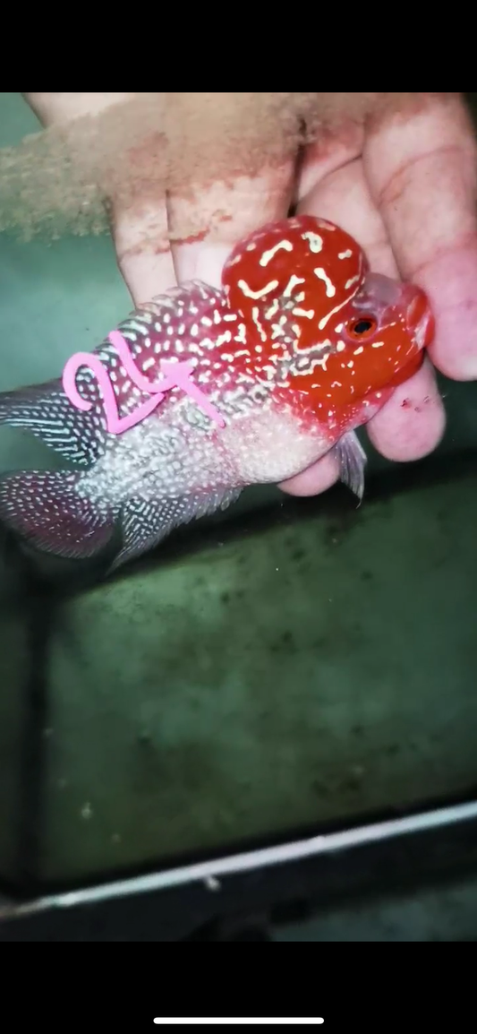 Super Red Dragon Flowerhorn Male #24