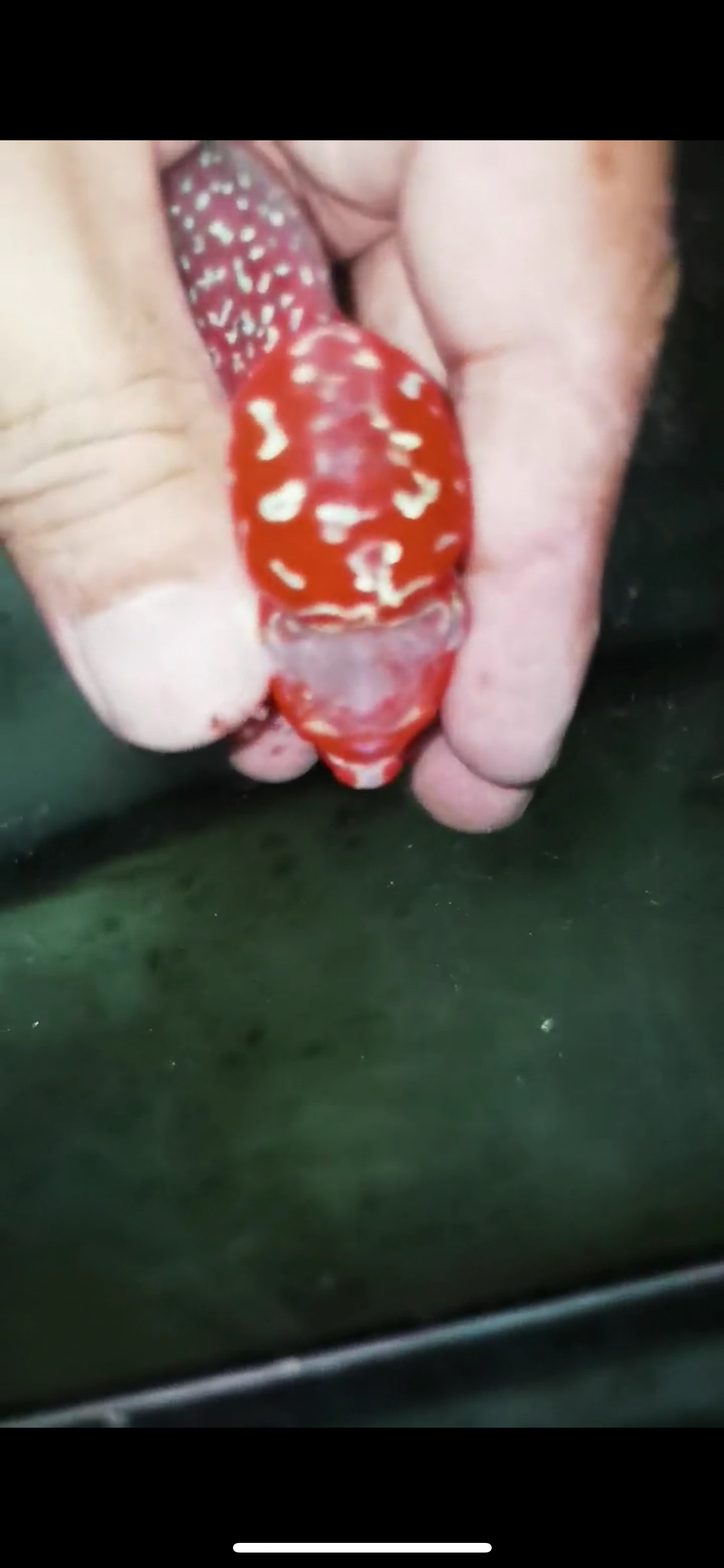 Super Red Dragon Flowerhorn Male #24