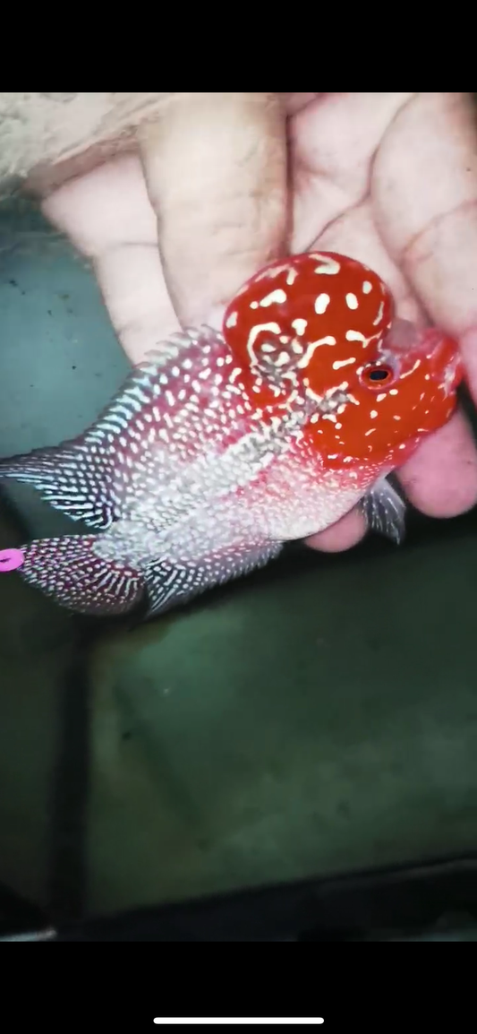 Super Red Dragon Flowerhorn Male #18