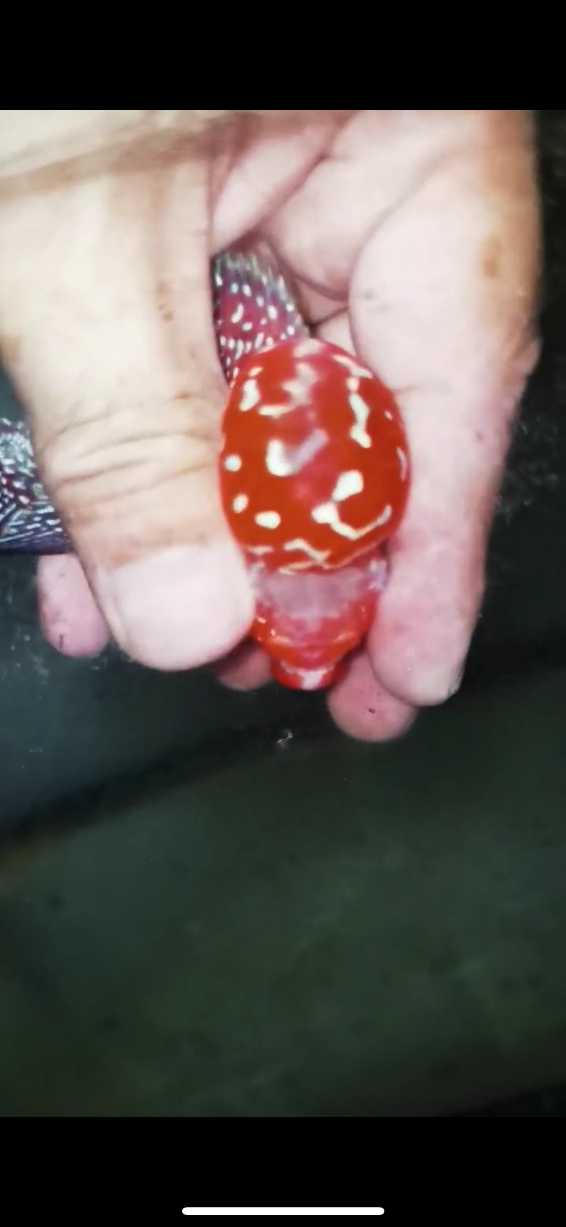 Super Red Dragon Flowerhorn Male #18