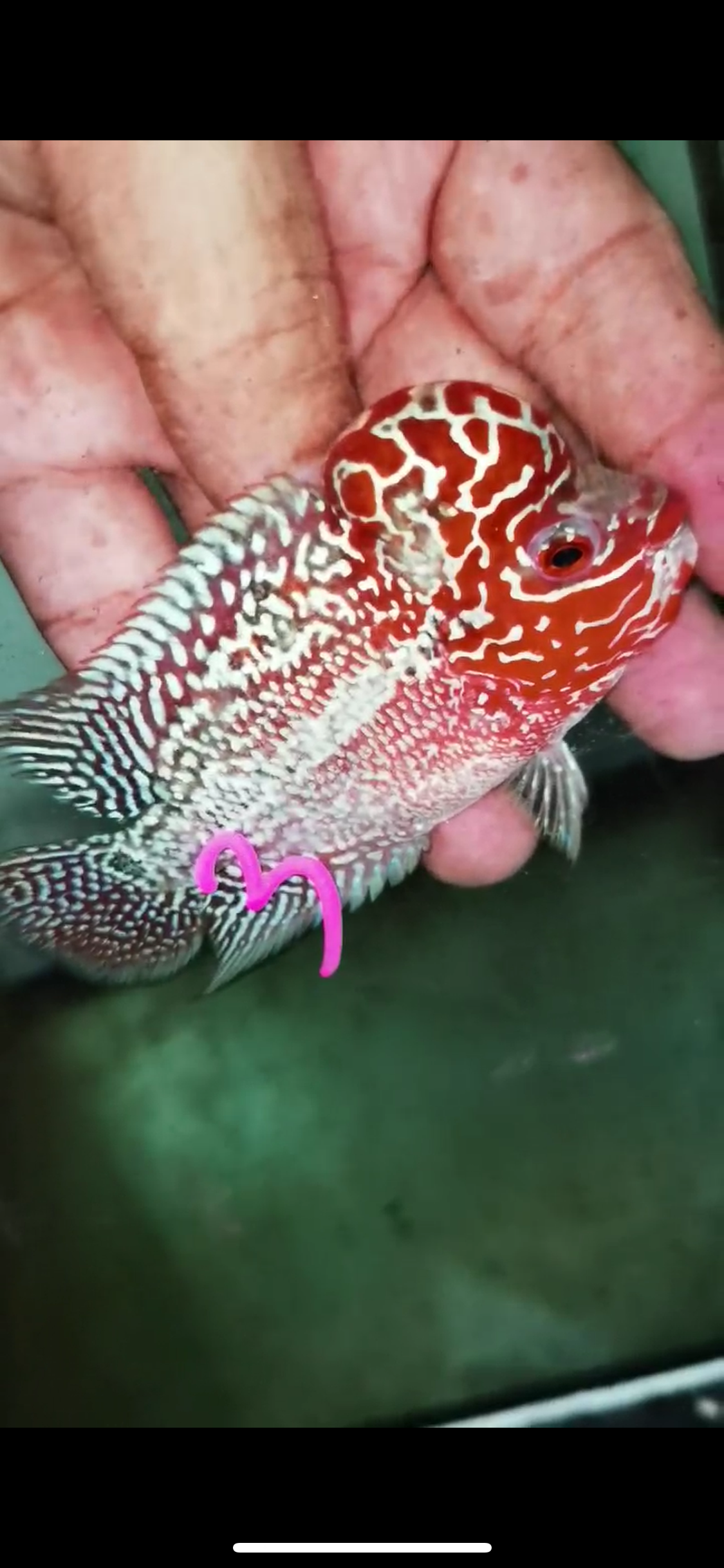 Super Red Dragon Flowerhorn Male #03