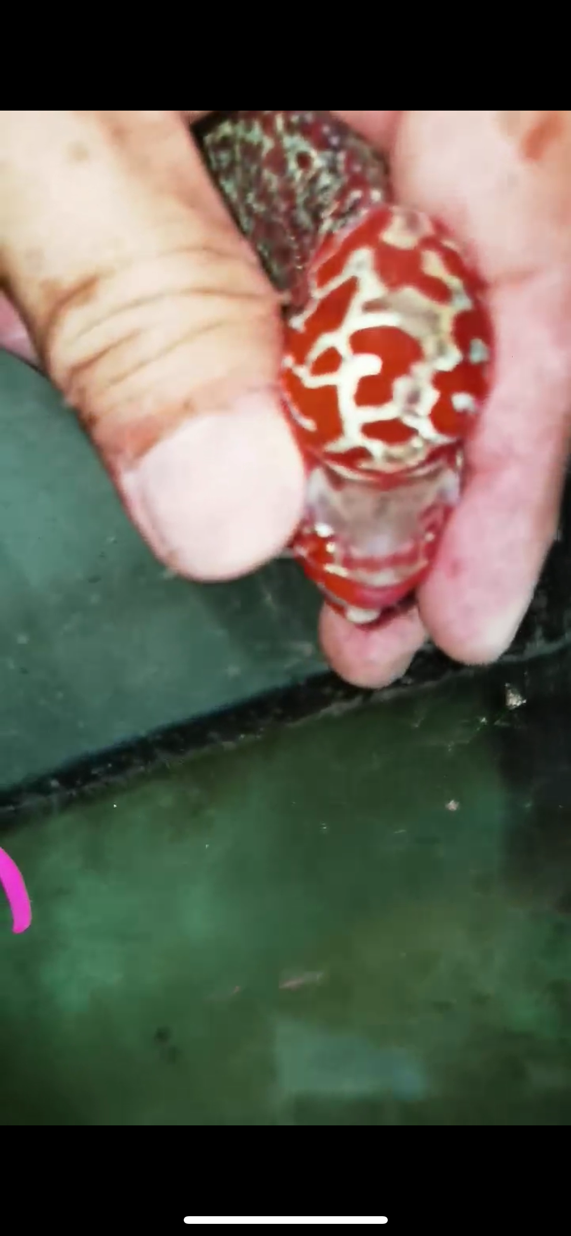 Super Red Dragon Flowerhorn Male #03