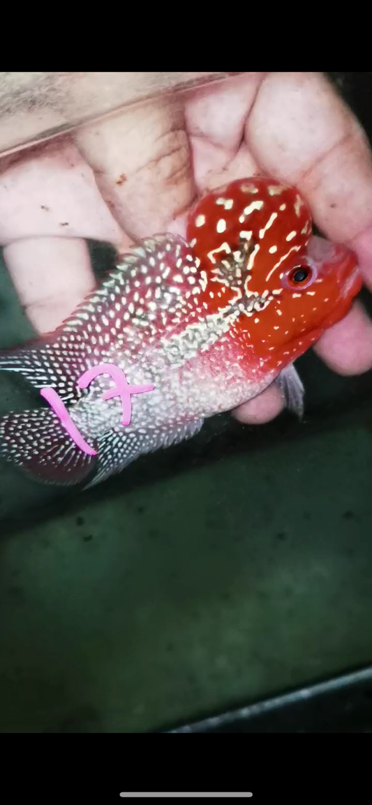 Super Red Dragon Flowerhorn Male #17