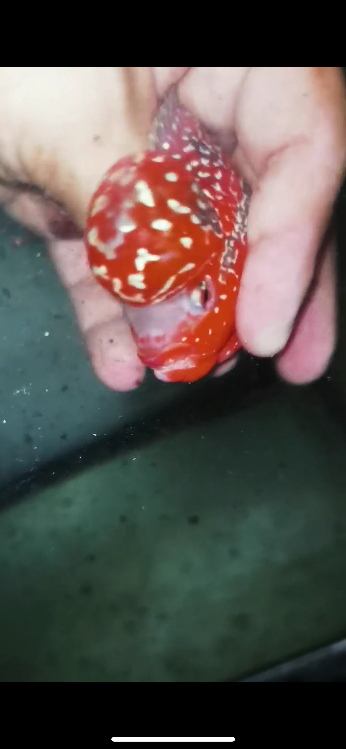 Super Red Dragon Flowerhorn Male #17