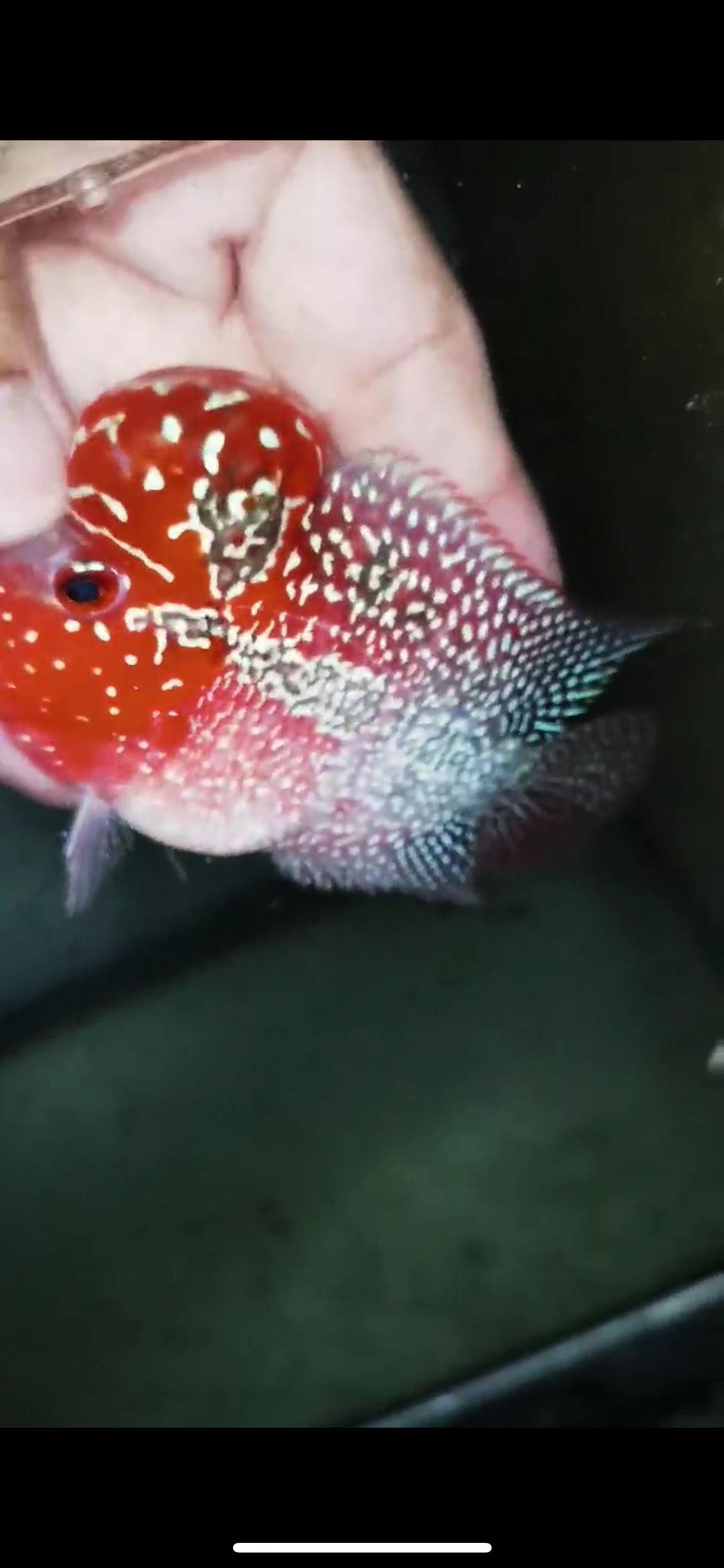 Super Red Dragon Flowerhorn Male #17