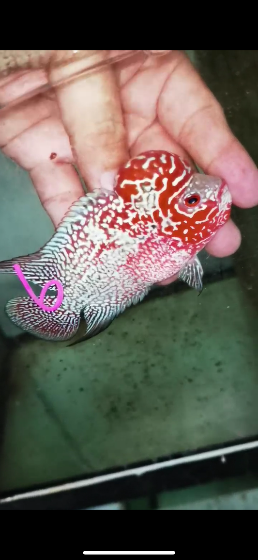 Super Red Dragon Flowerhorn Male #06