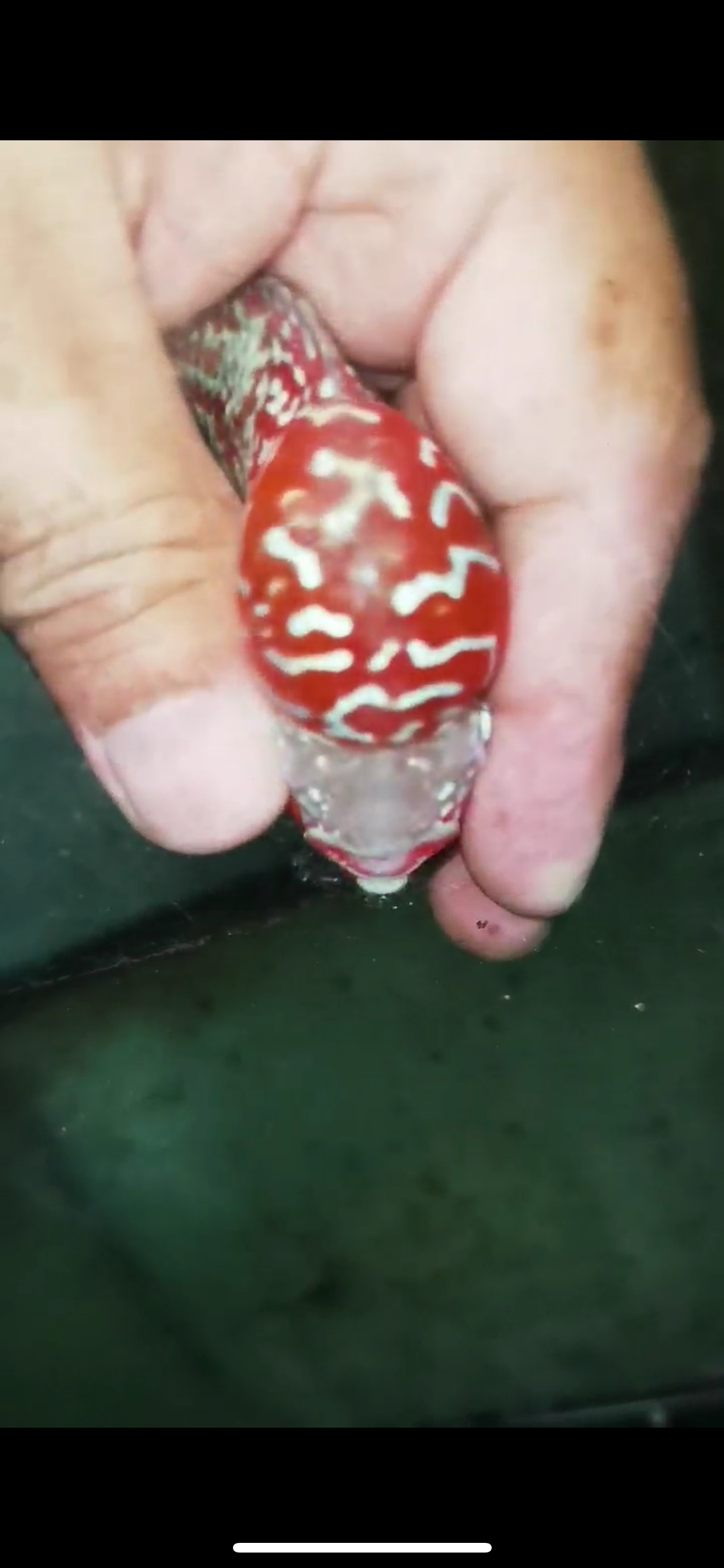 Super Red Dragon Flowerhorn Male #06