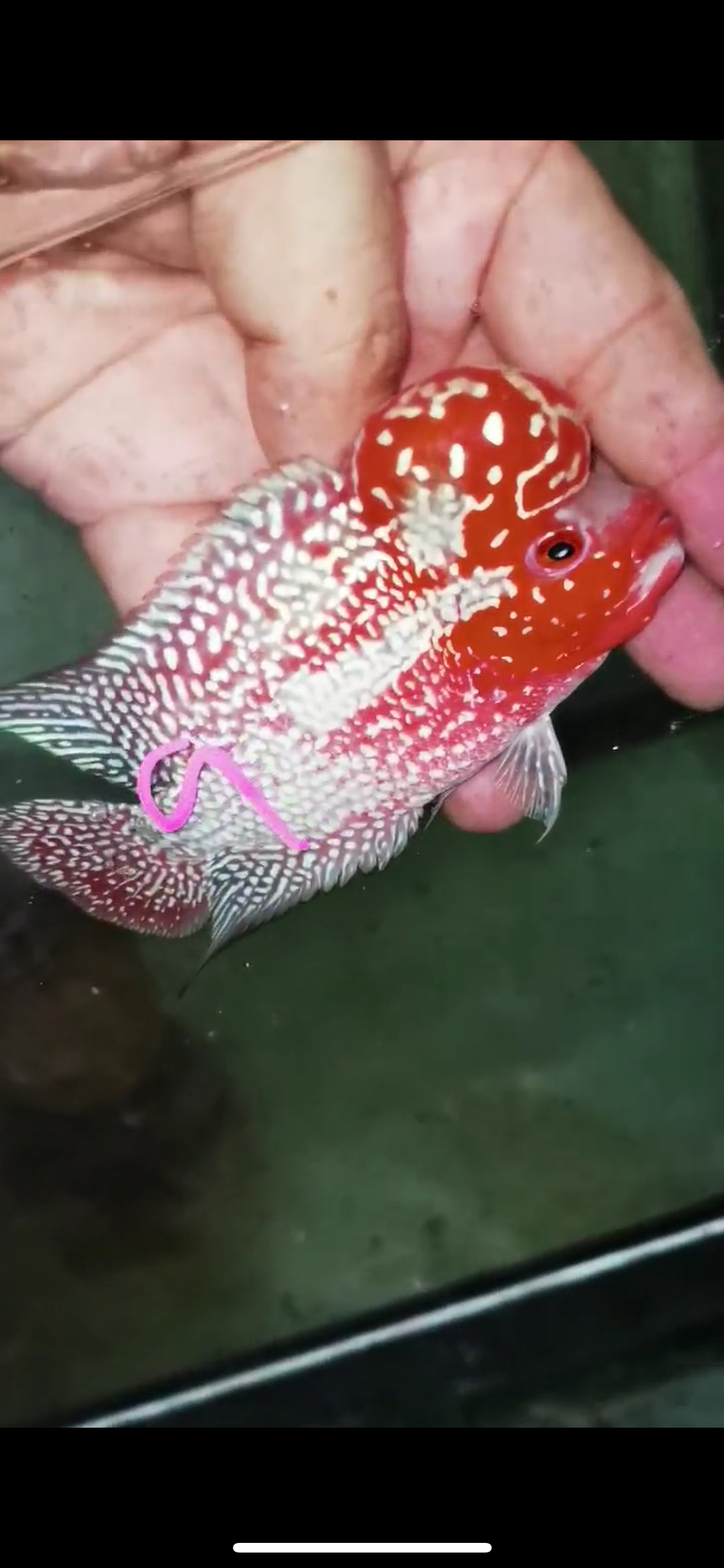 Super Red Dragon Flowerhorn Male #09