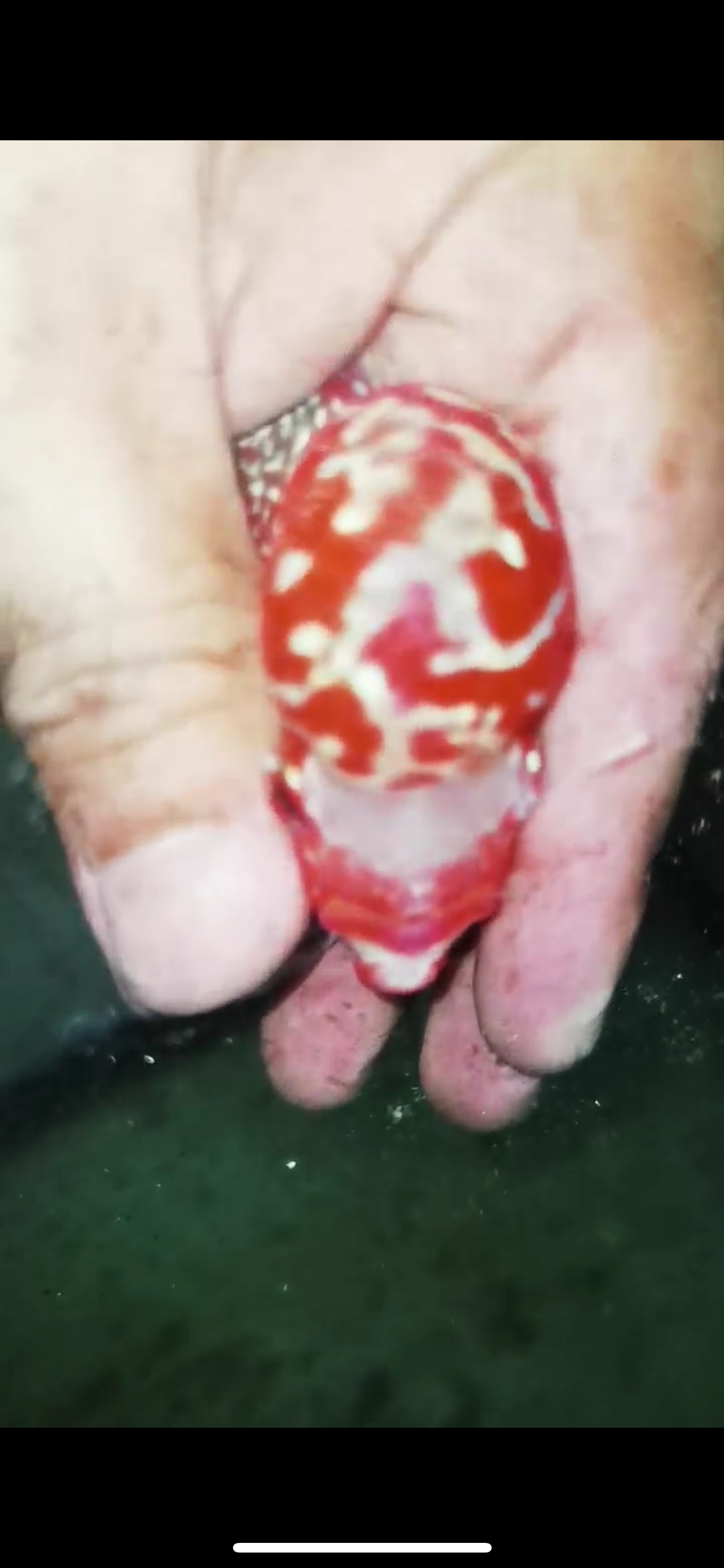 Super Red Dragon Flowerhorn Male #09