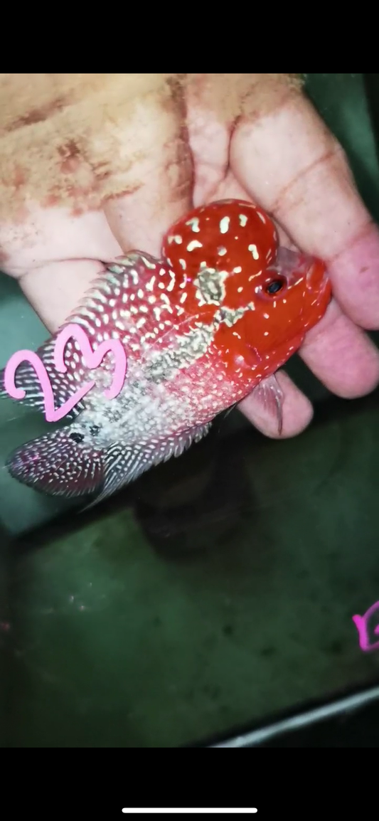 Super Red Dragon Flowerhorn Male #23