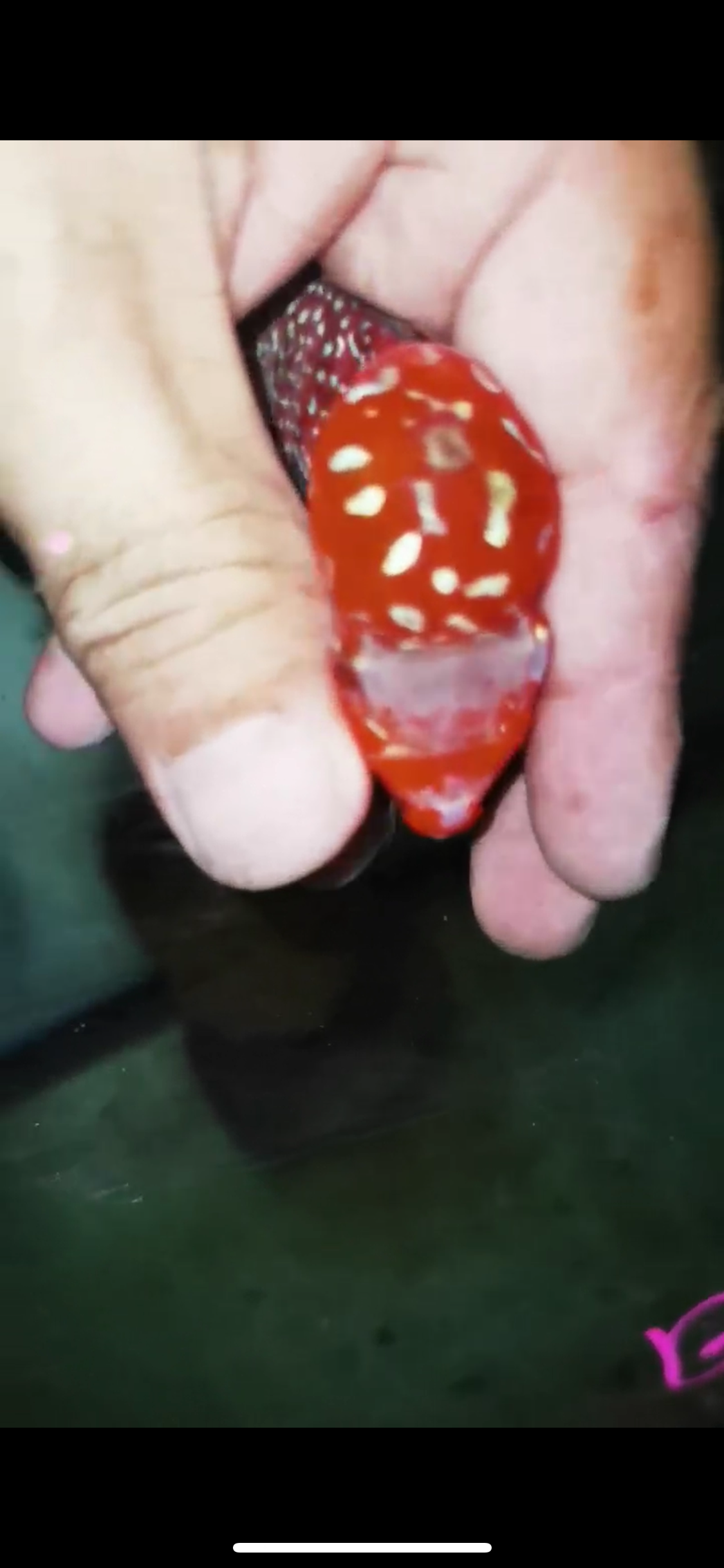 Super Red Dragon Flowerhorn Male #23