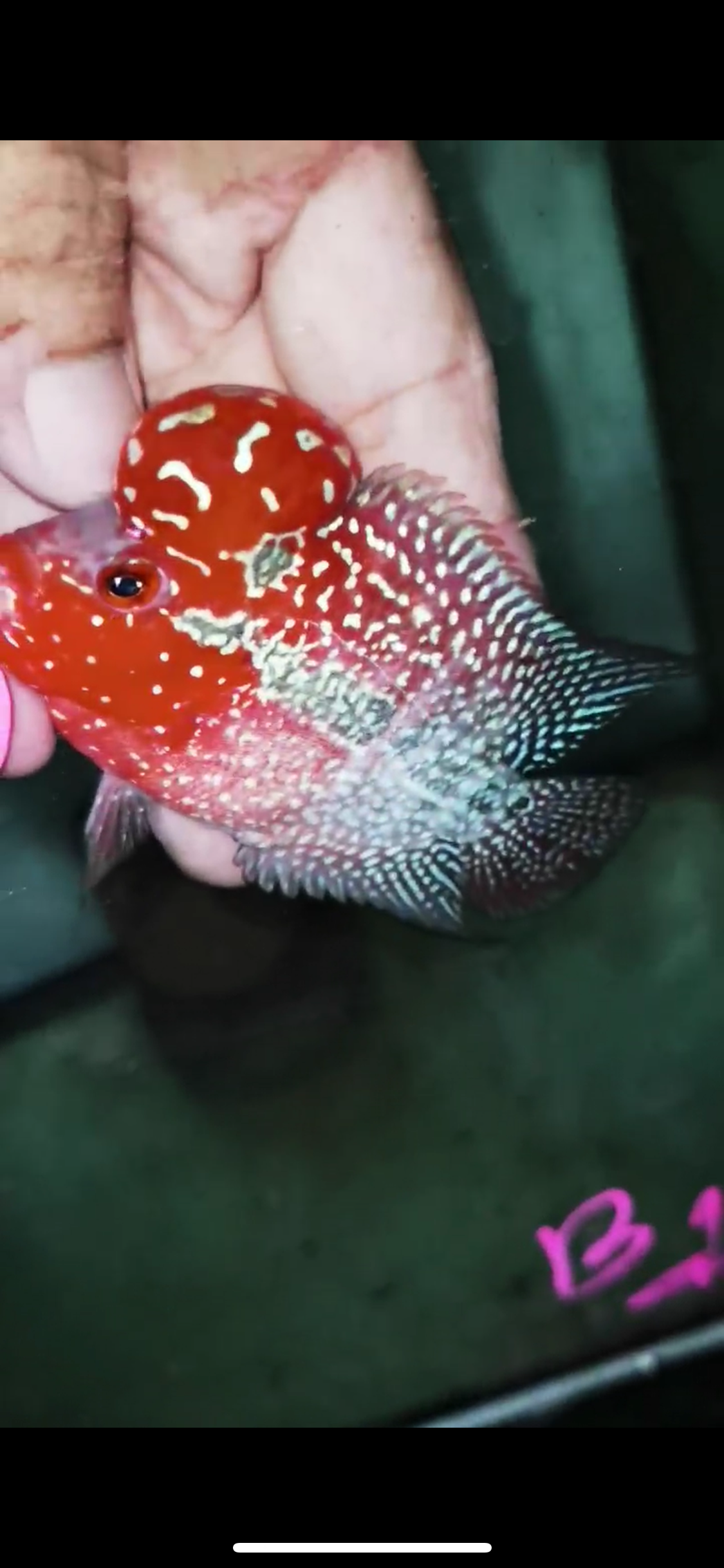 Super Red Dragon Flowerhorn Male #23