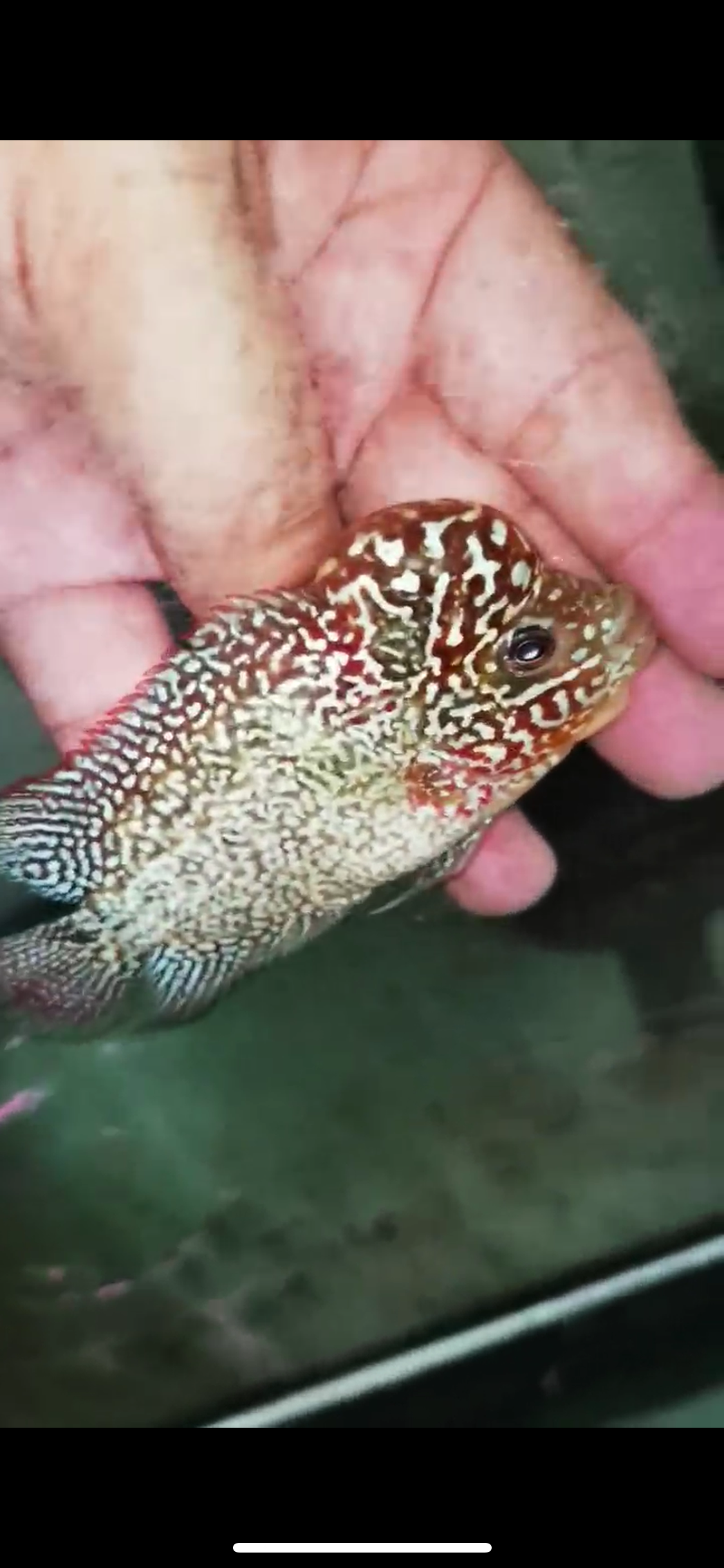 Super Red Dragon Flowerhorn Male #05