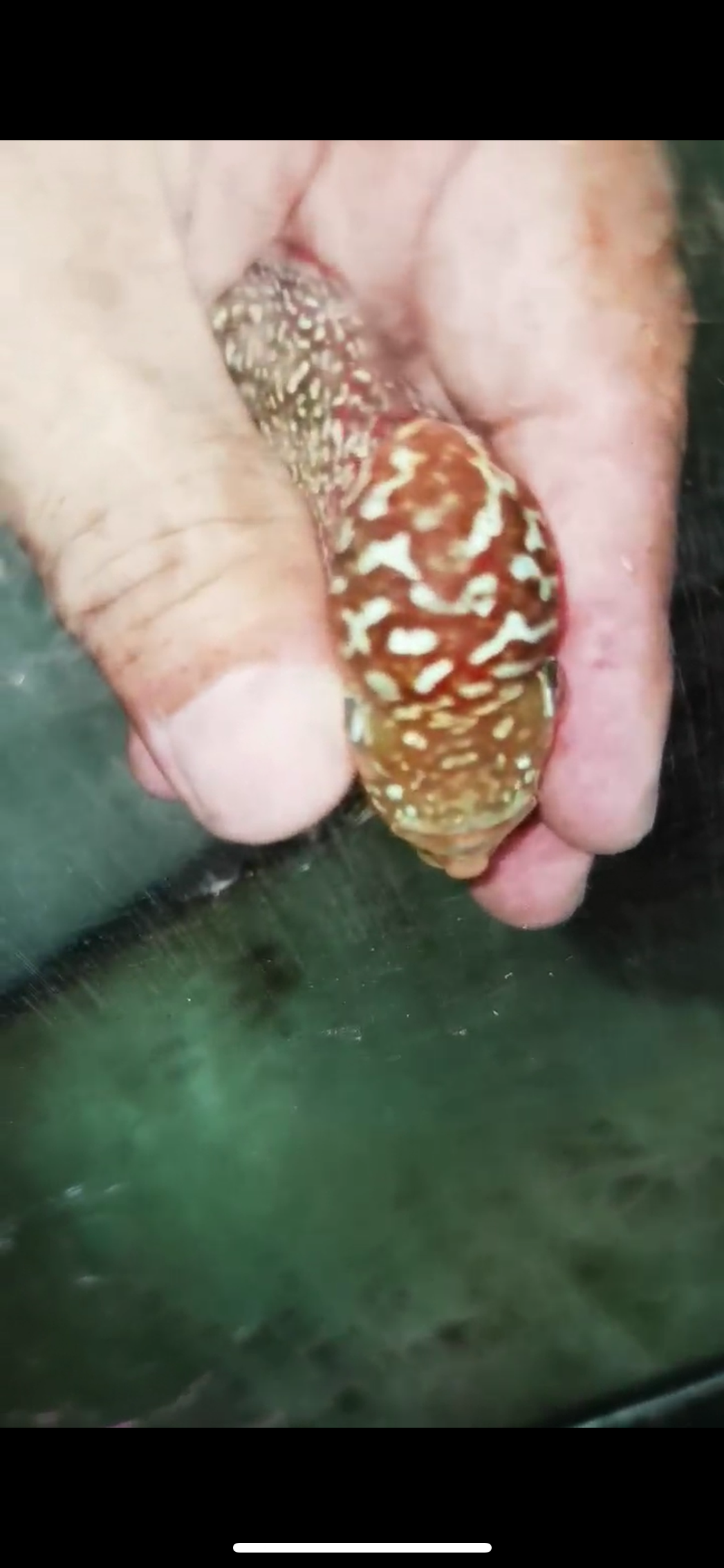 Super Red Dragon Flowerhorn Male #05