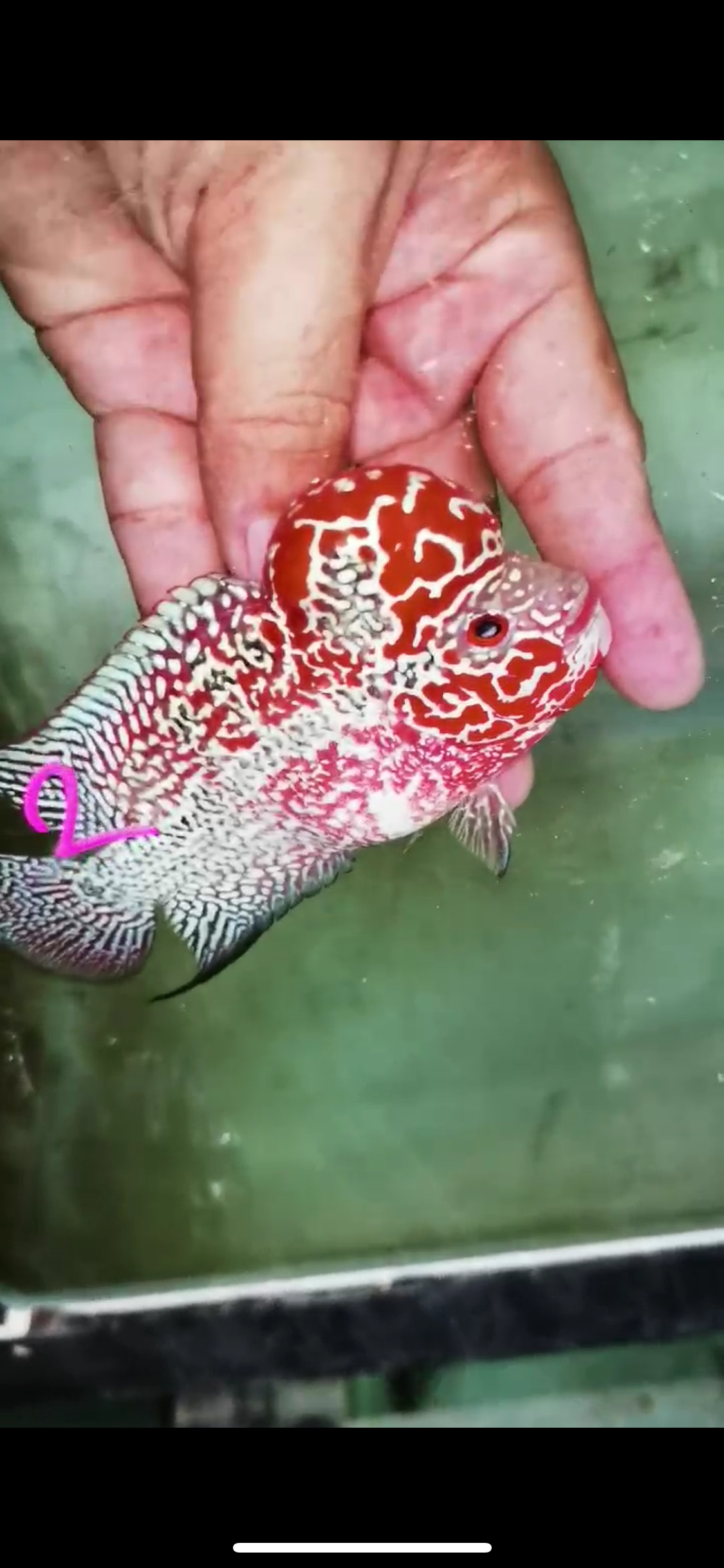 Super Red Dragon Flowerhorn Male #02