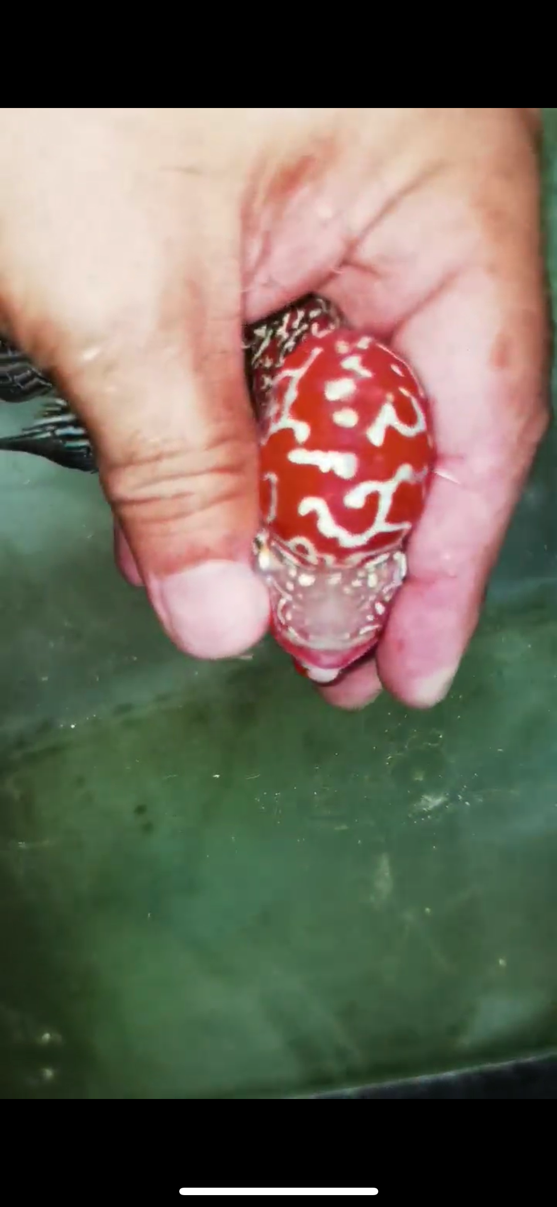 Super Red Dragon Flowerhorn Male #02