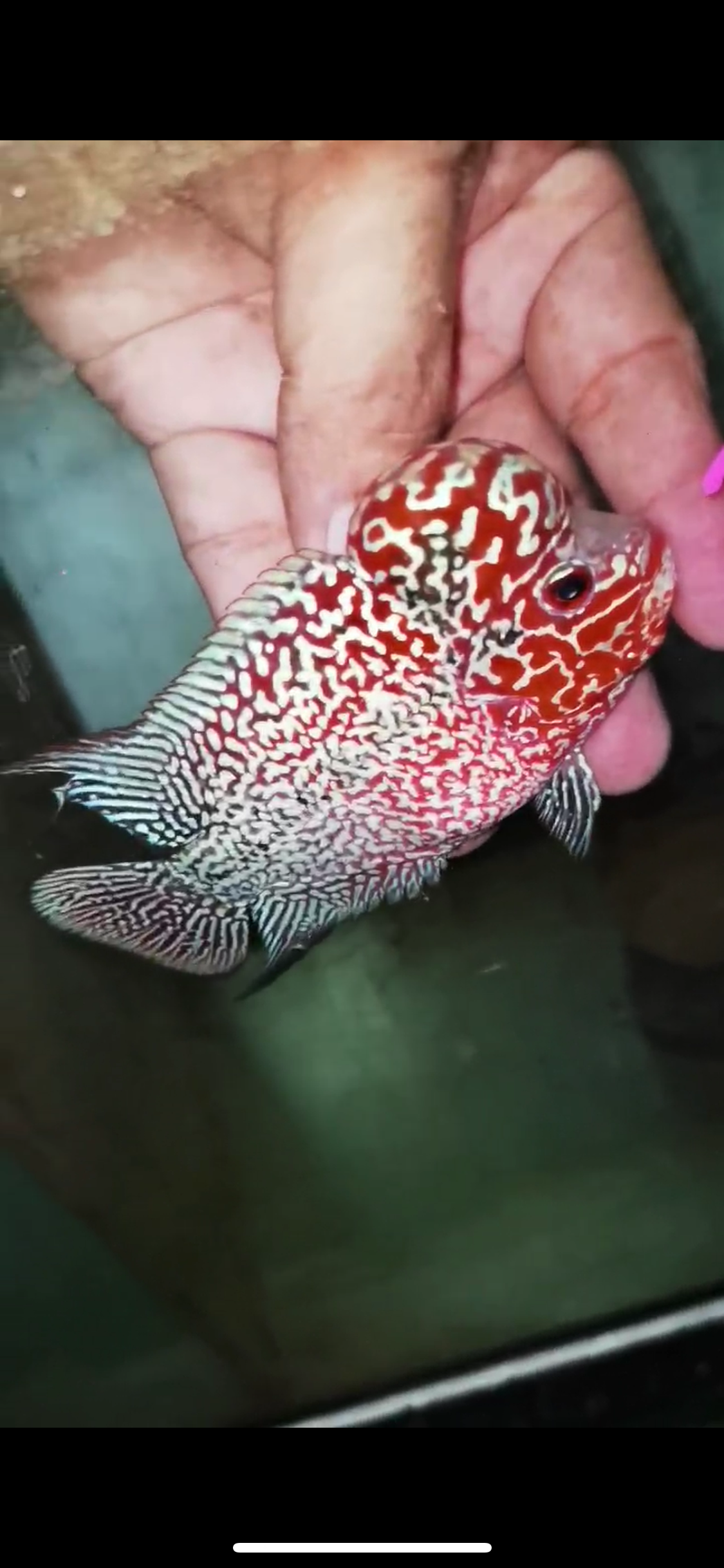 Super Red Dragon Flowerhorn Male #21