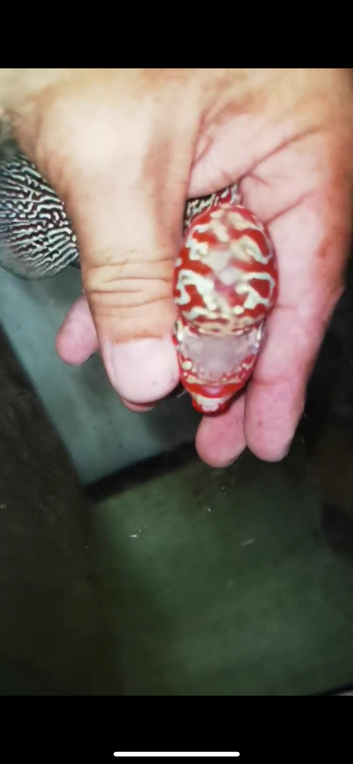 Super Red Dragon Flowerhorn Male #21