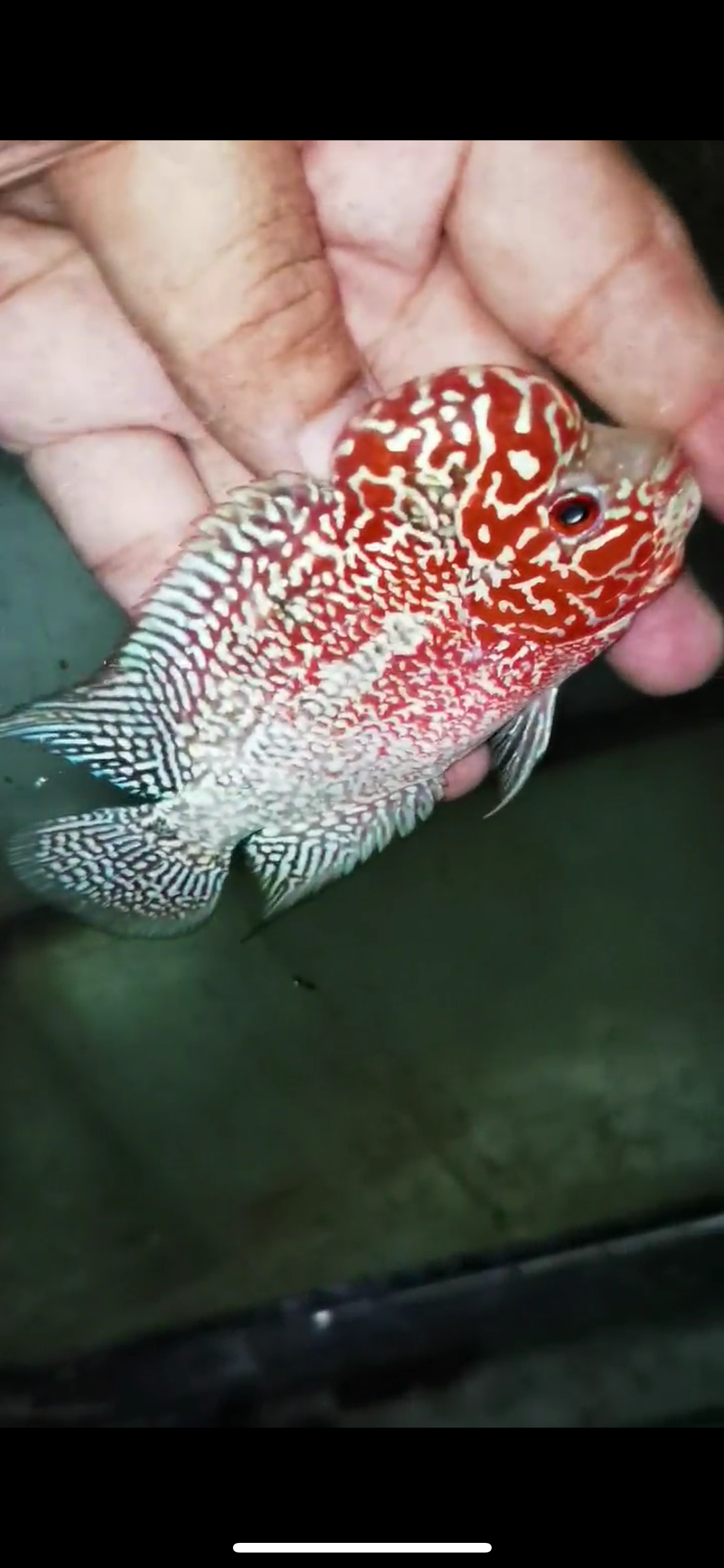Super Red Dragon Flowerhorn Male #20