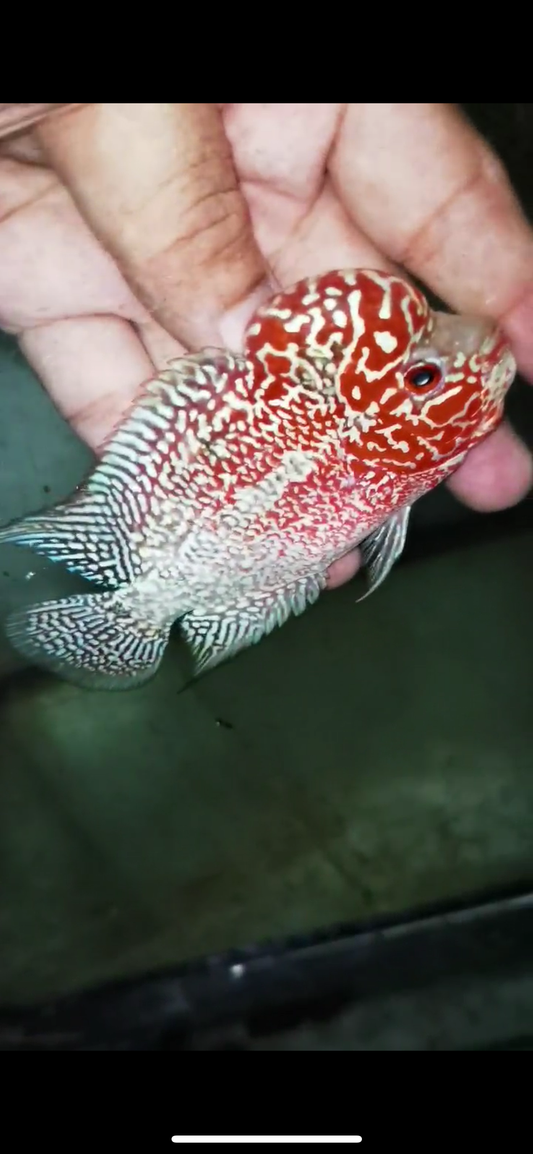Super Red Dragon Flowerhorn Male #20