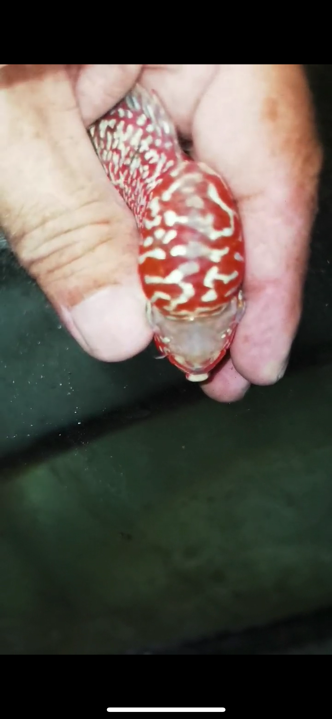 Super Red Dragon Flowerhorn Male #20