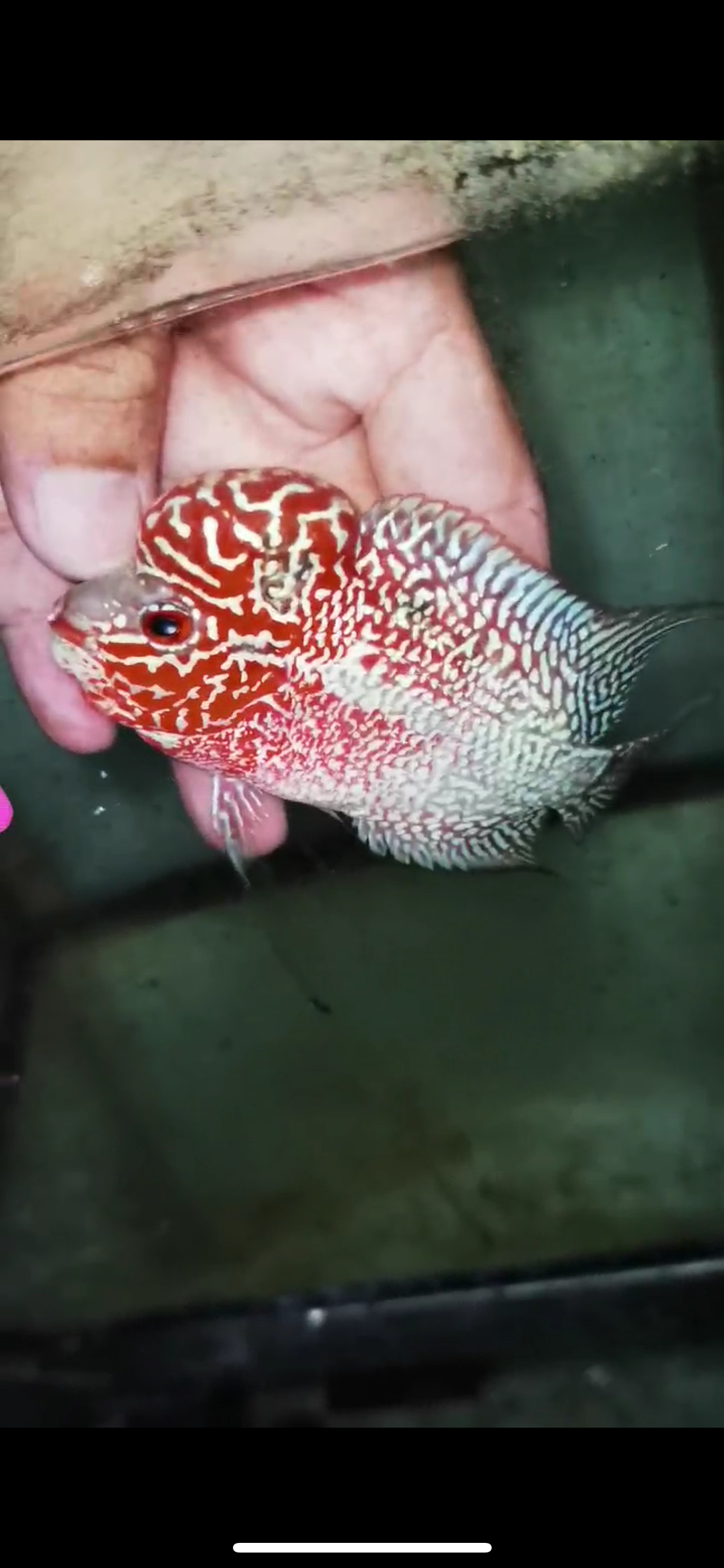 Super Red Dragon Flowerhorn Male #20