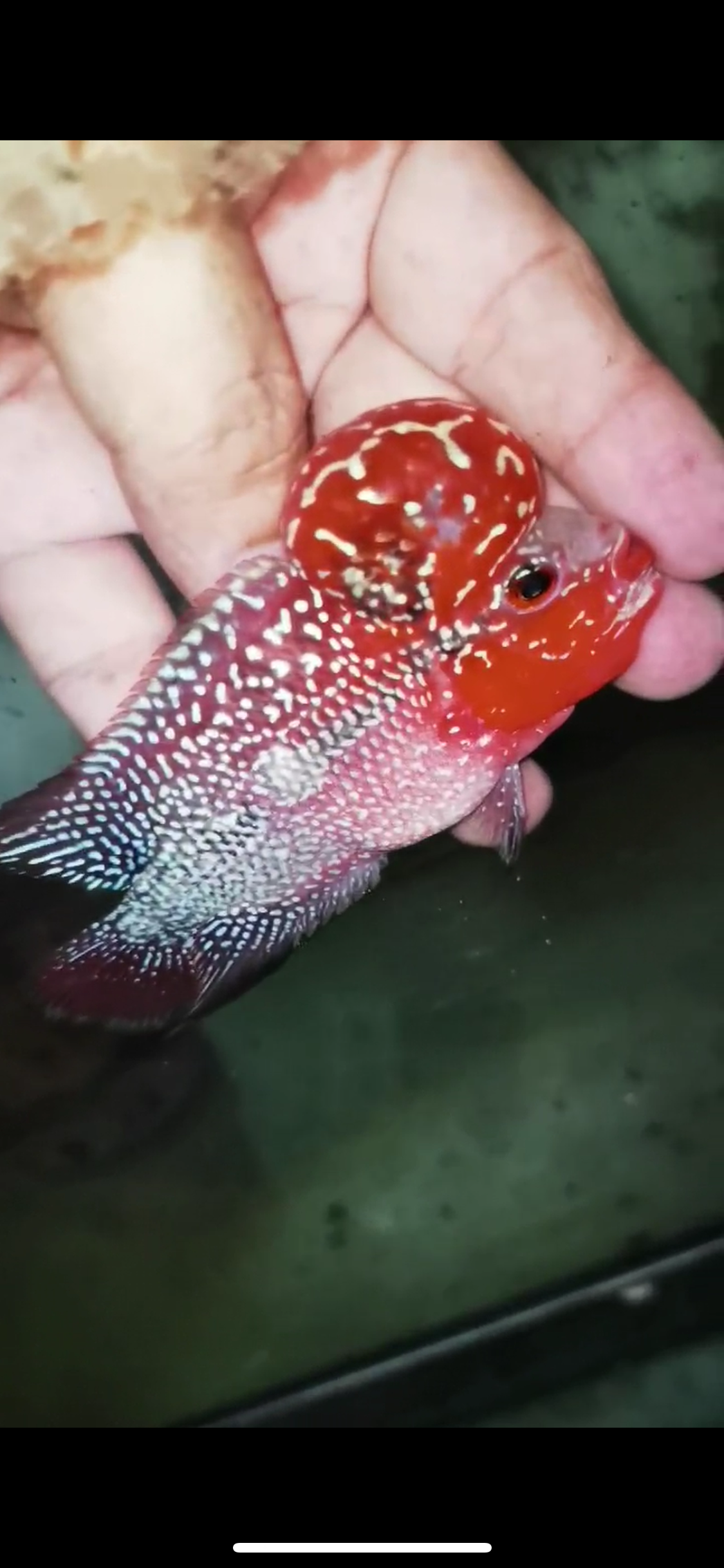 Super Red Dragon Flowerhorn Male #25