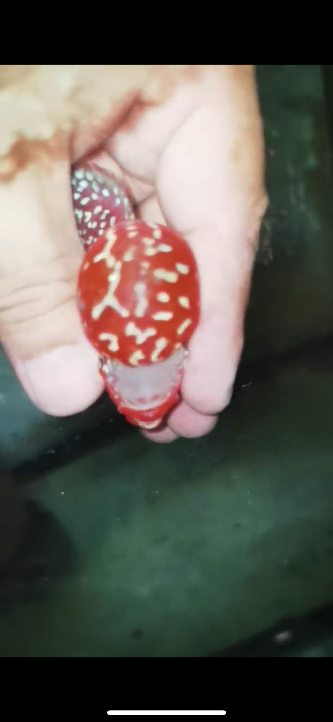 Super Red Dragon Flowerhorn Male #25