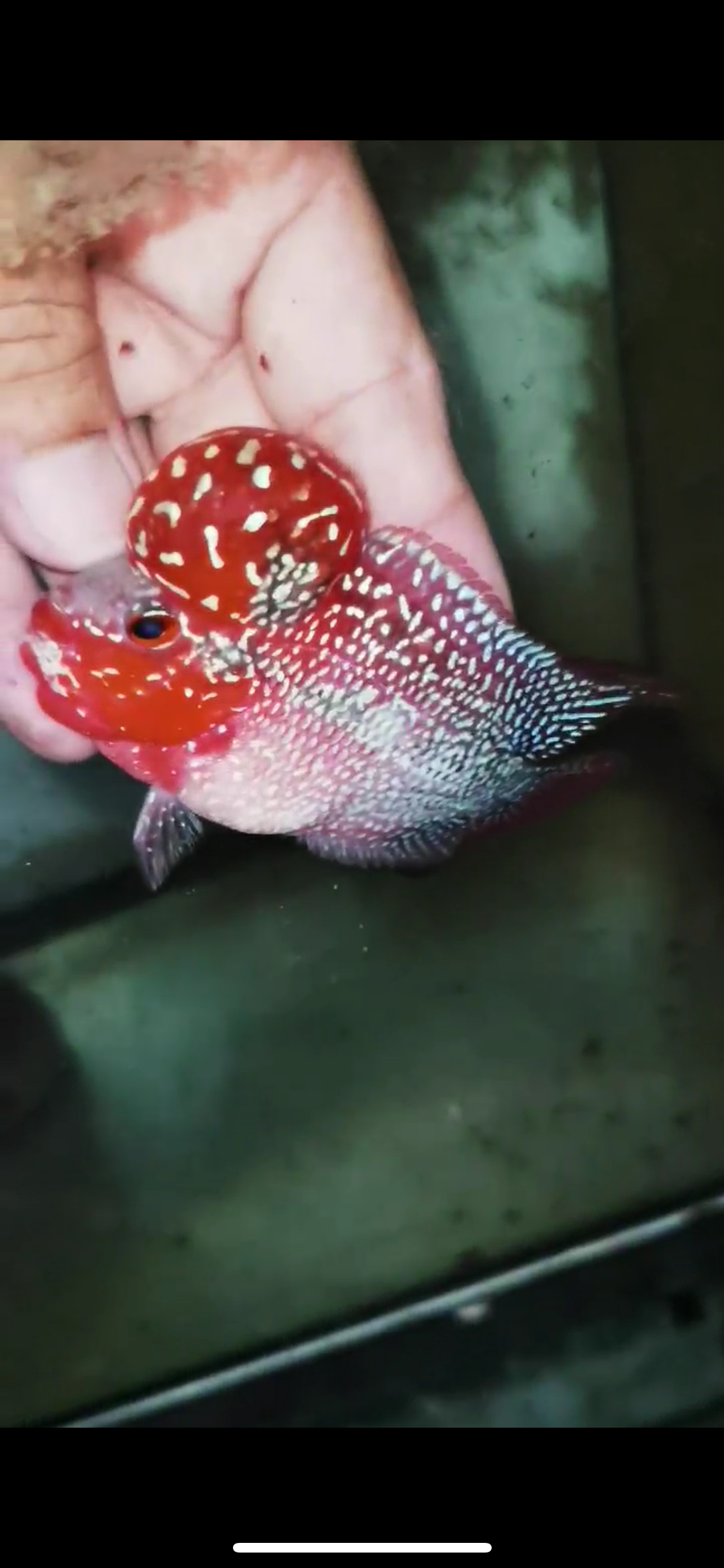 Super Red Dragon Flowerhorn Male #25