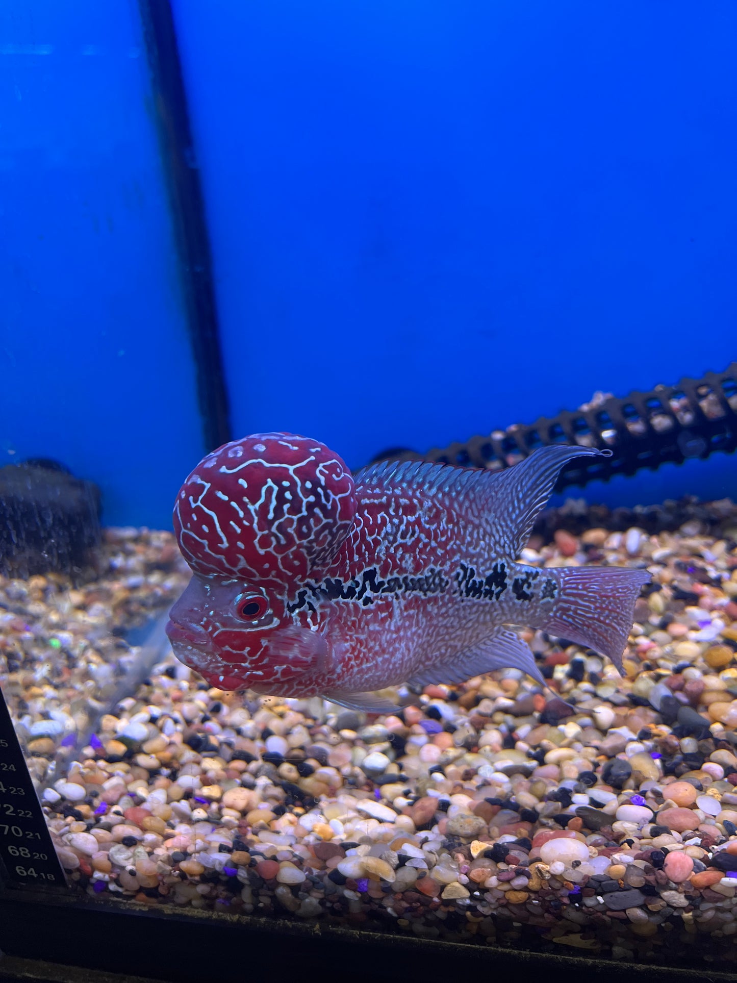 Srd Male