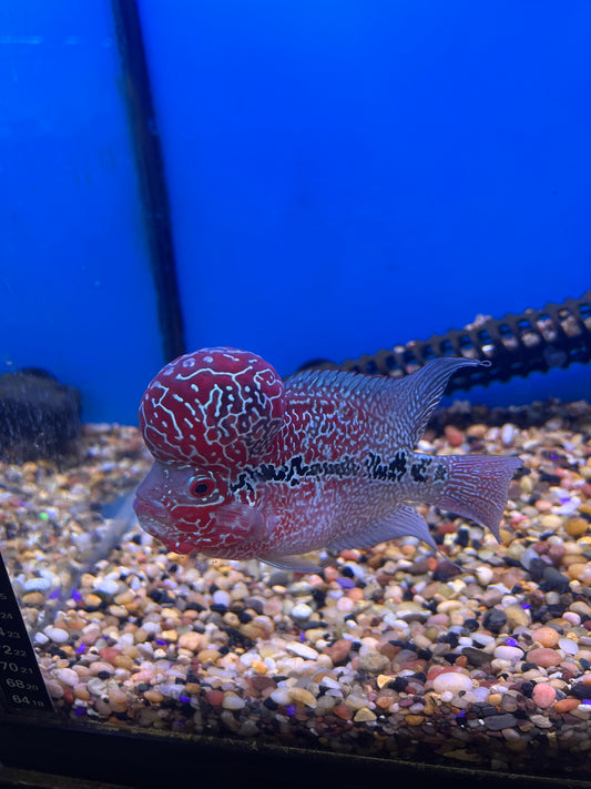 Srd Male