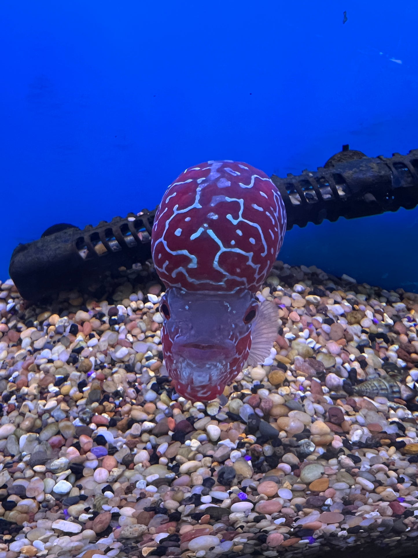 Srd Male