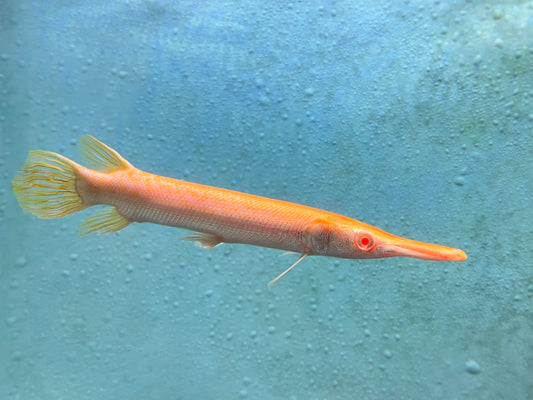 Albino Alligator Gar 11-12"