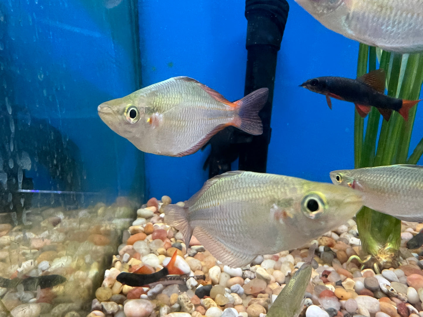 Goldidei Kiura Rainbowfish 2-3"