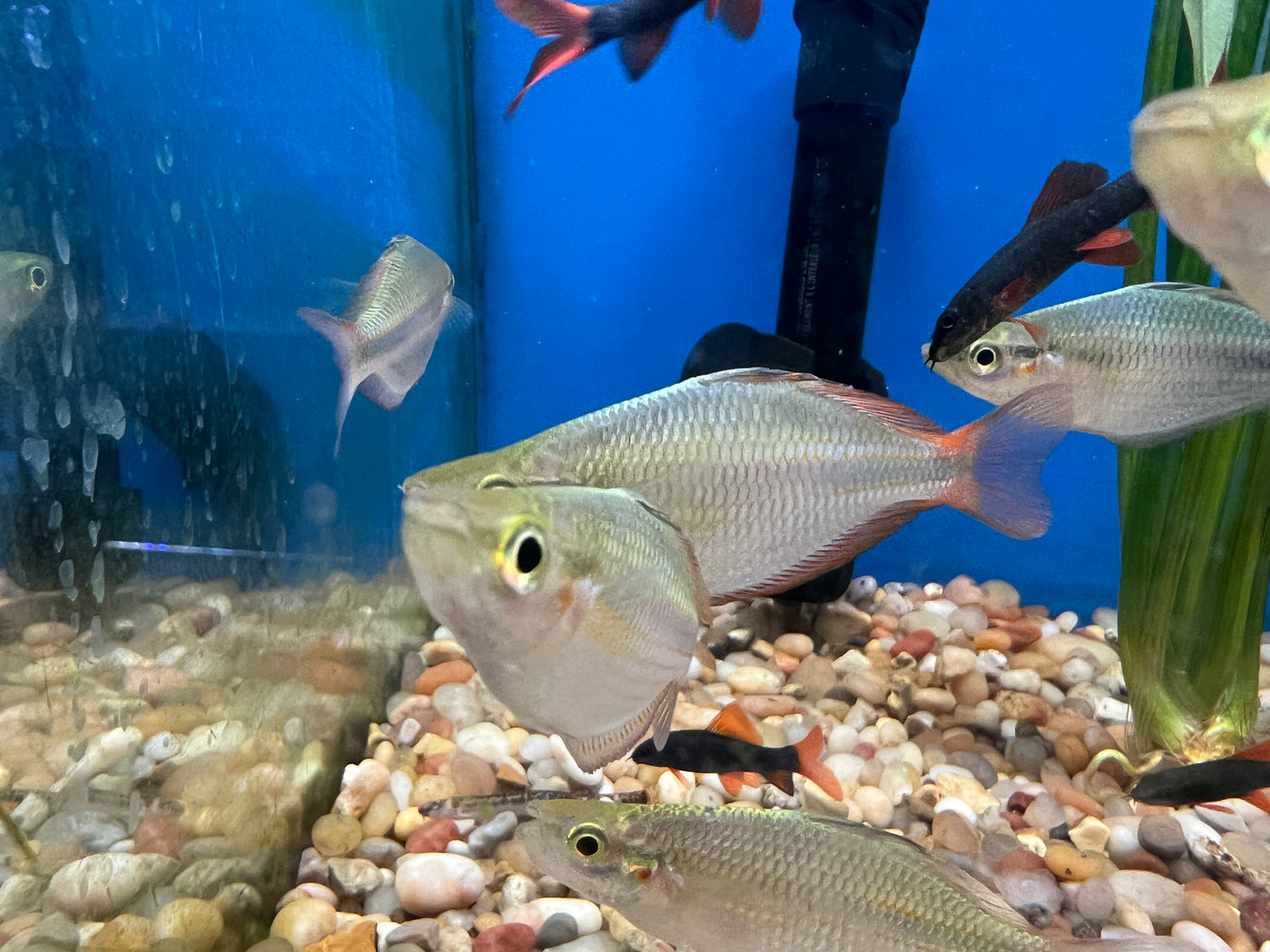 Goldidei Kiura Rainbowfish 2-3"