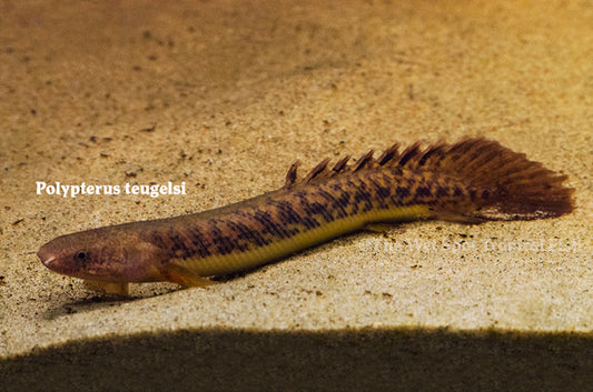 Teugelsi Bichir 3-4"