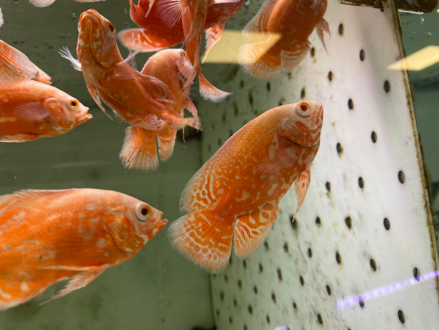 Chilli Red Oscars 3"