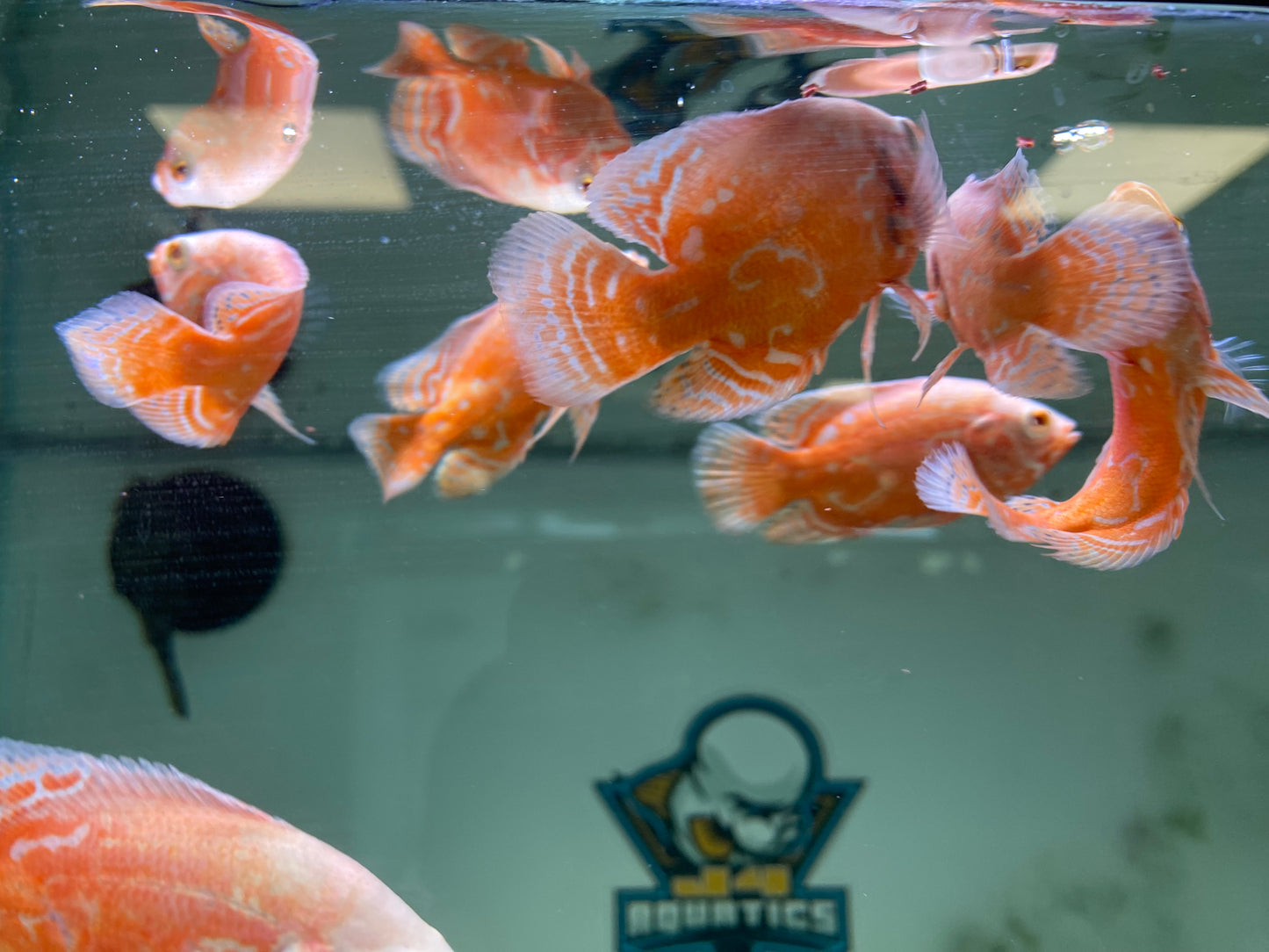 Chilli Red Oscars 3"